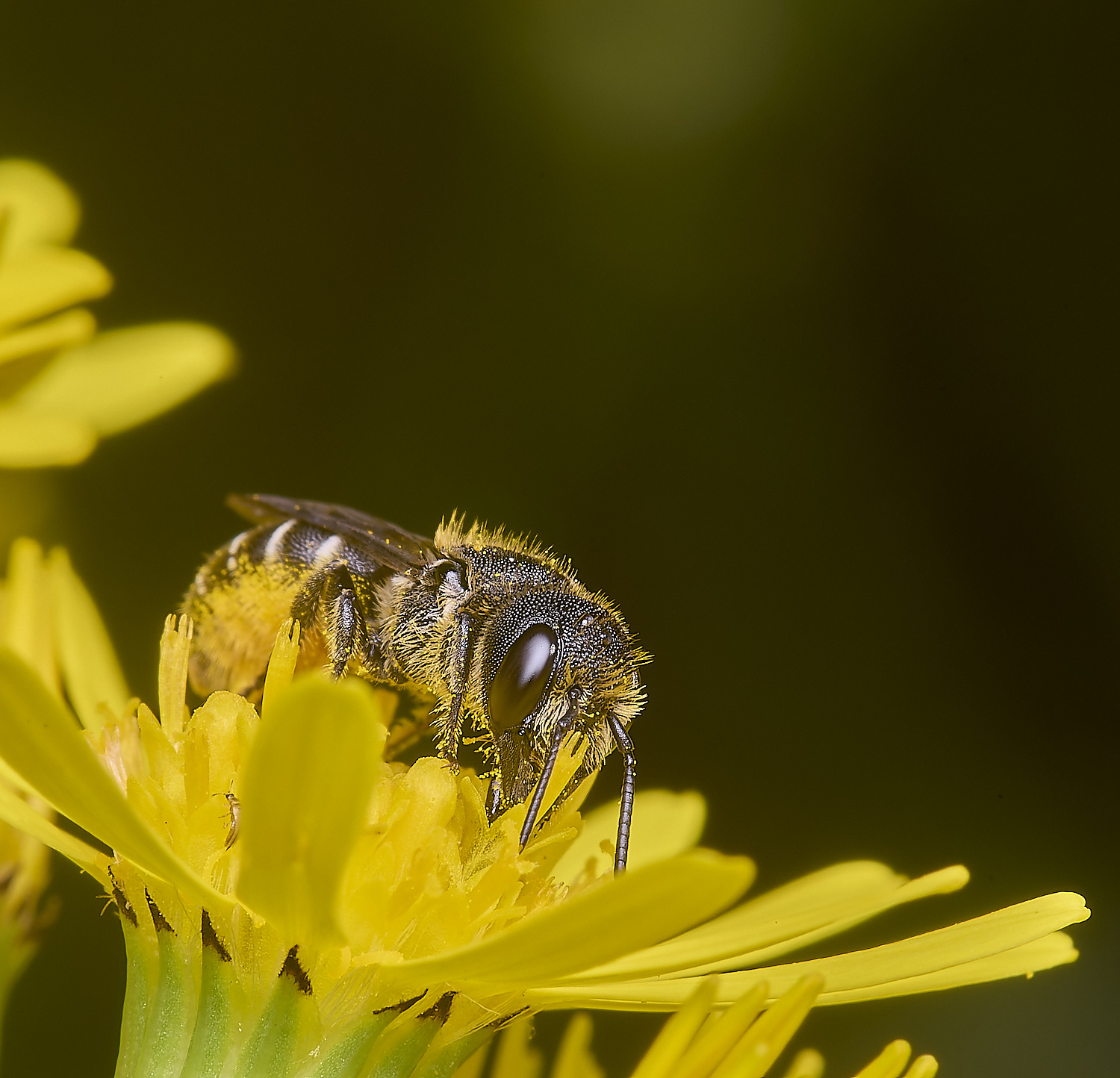 HanworthHtruncorum080725-3