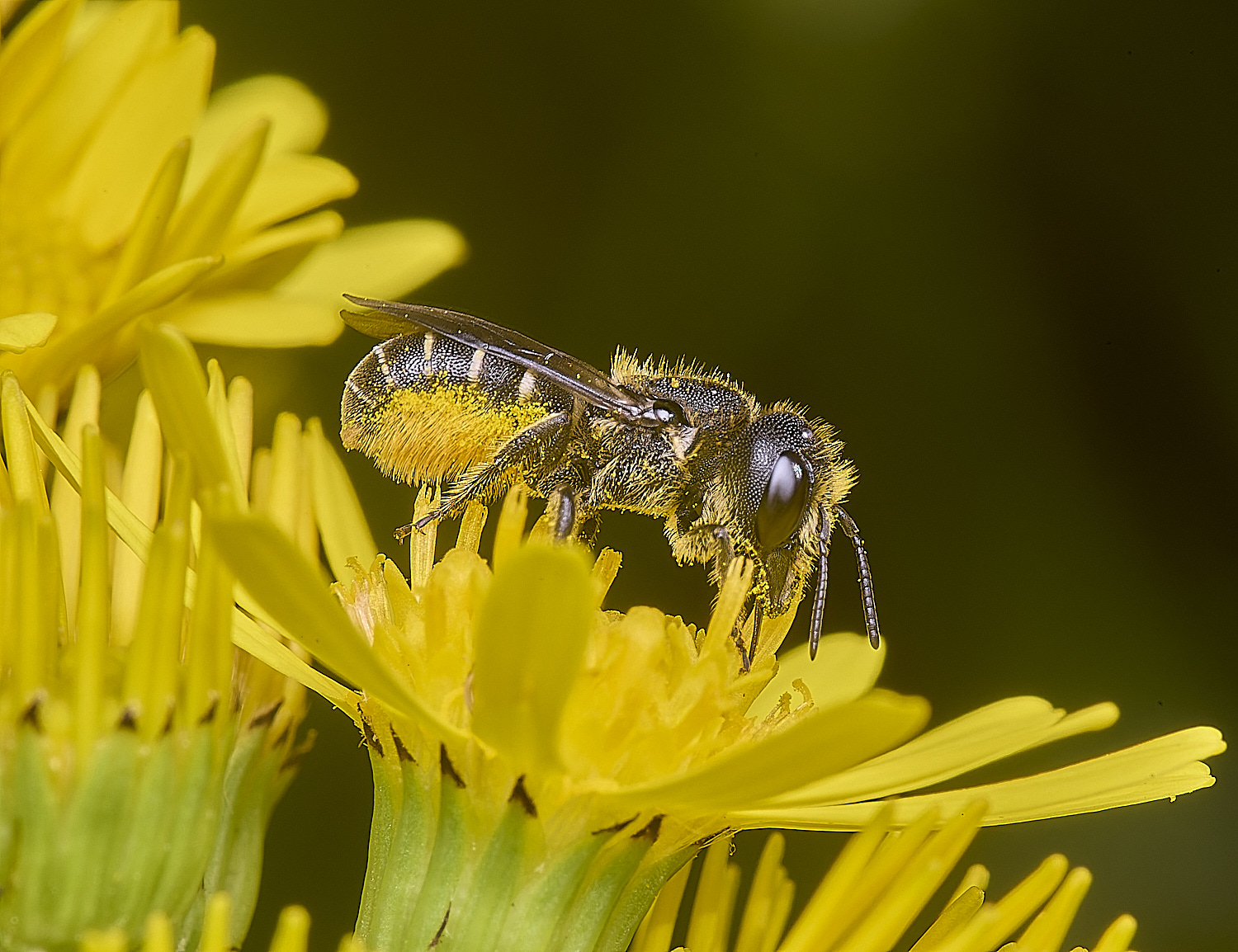 HanworthHtruncorum080725-4