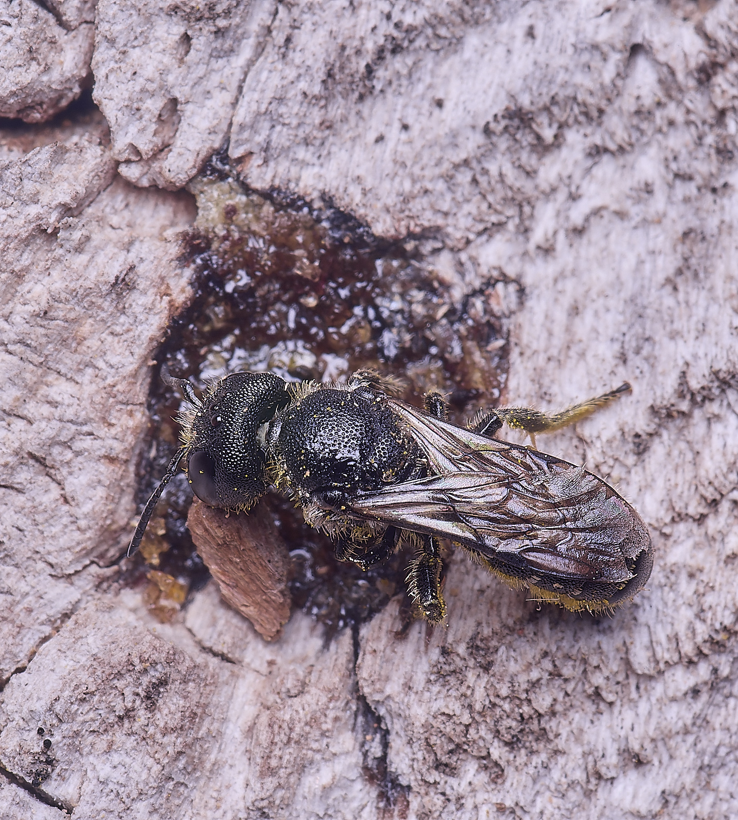 HanworthHtruncorum180725-1