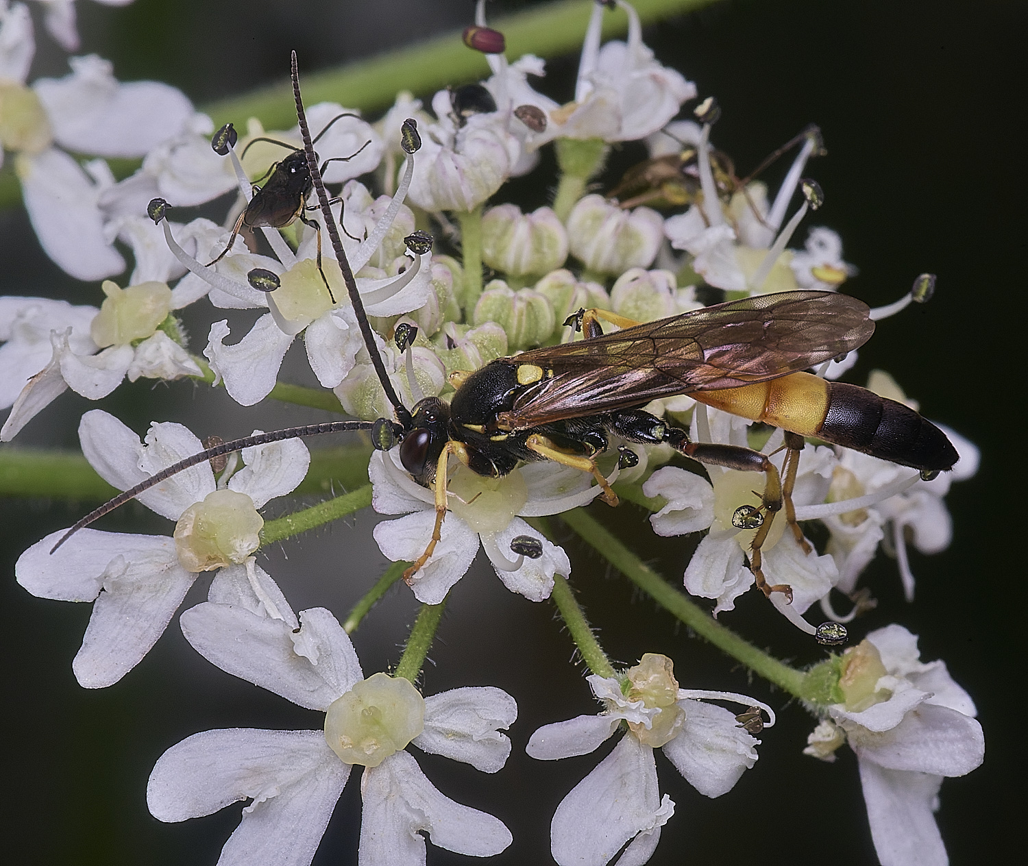 HanworthIchneumon260725-2