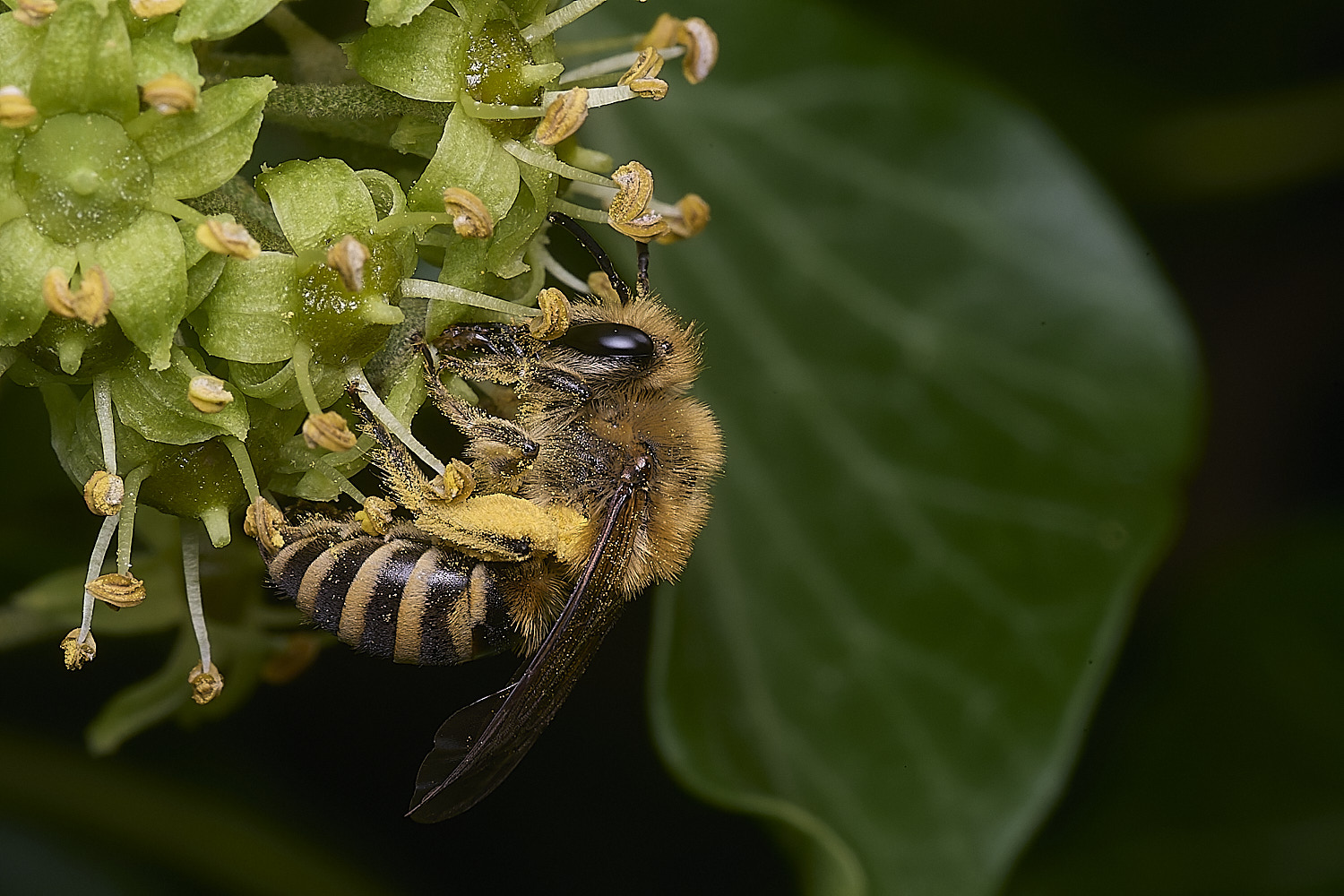 HanworthIvyBee300925-1