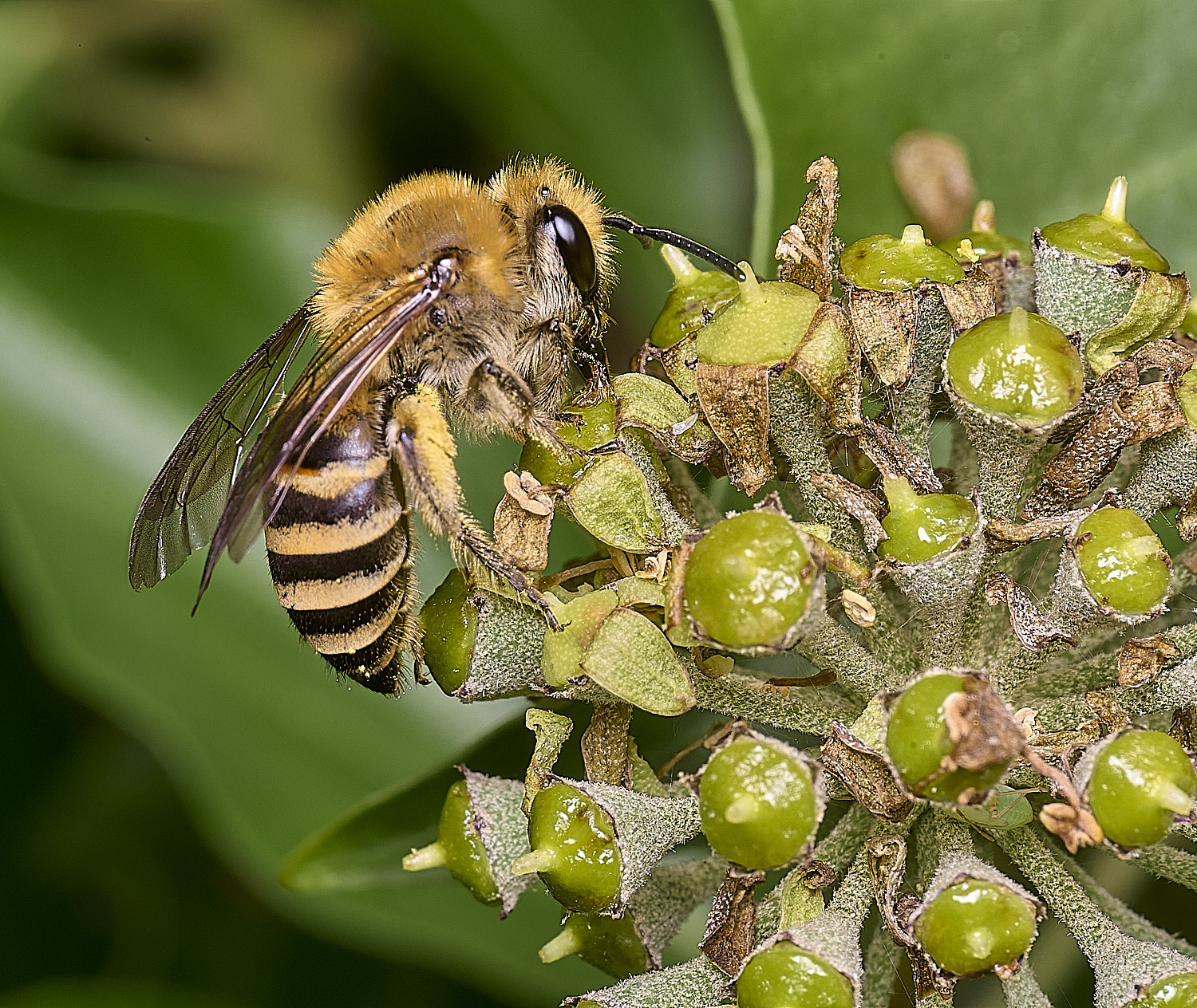 HanworthIvyBee300925-2