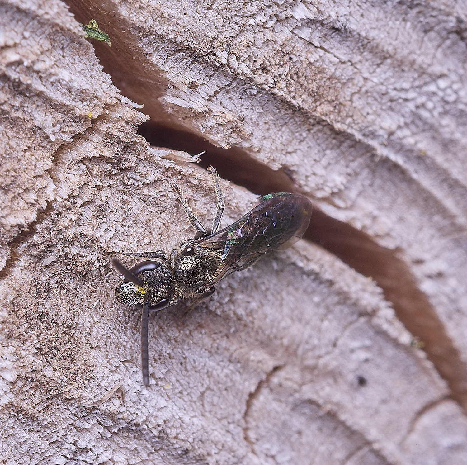 HanworthLasioglossum030825-