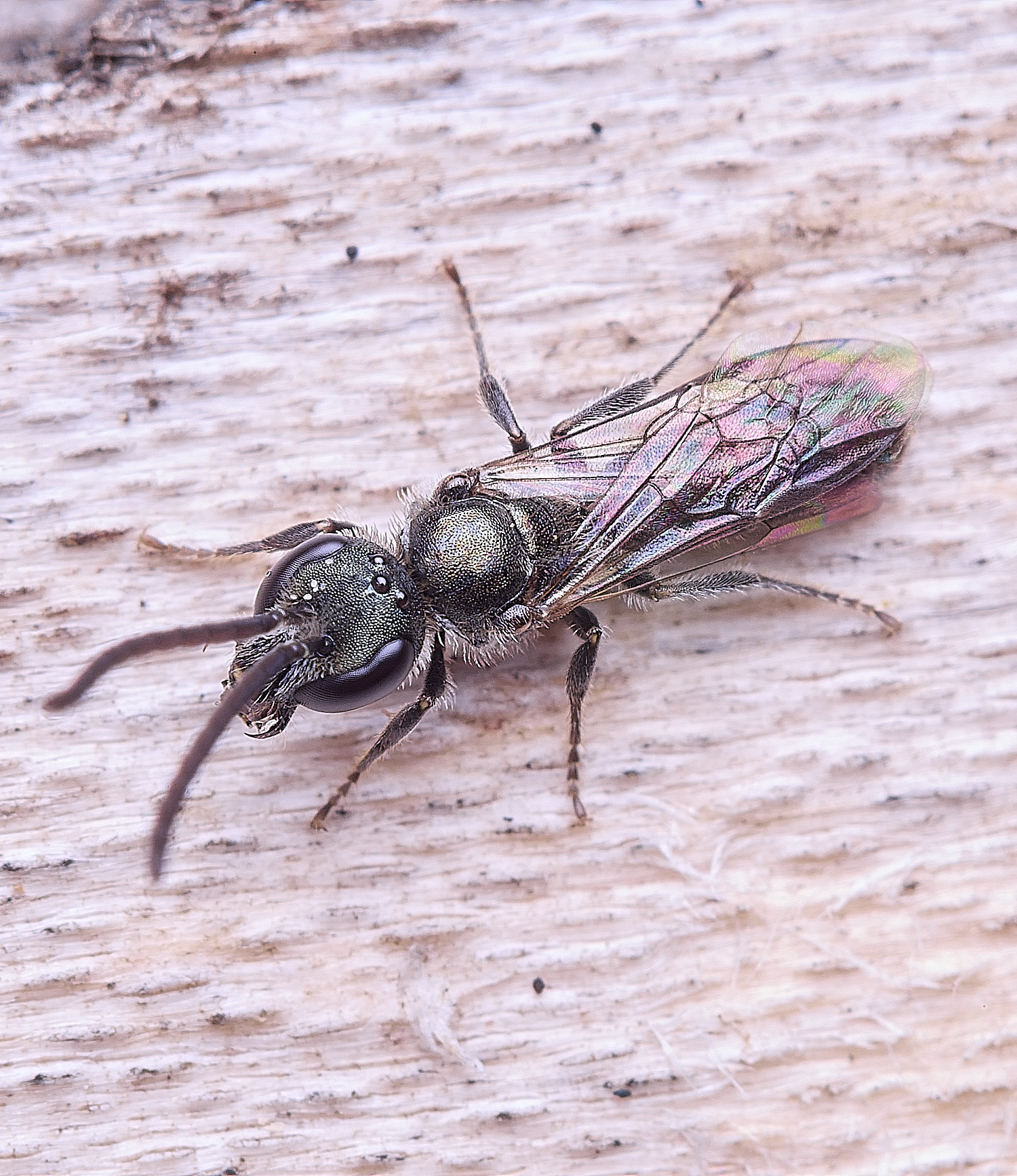 HanworthLasioglossum030825-1