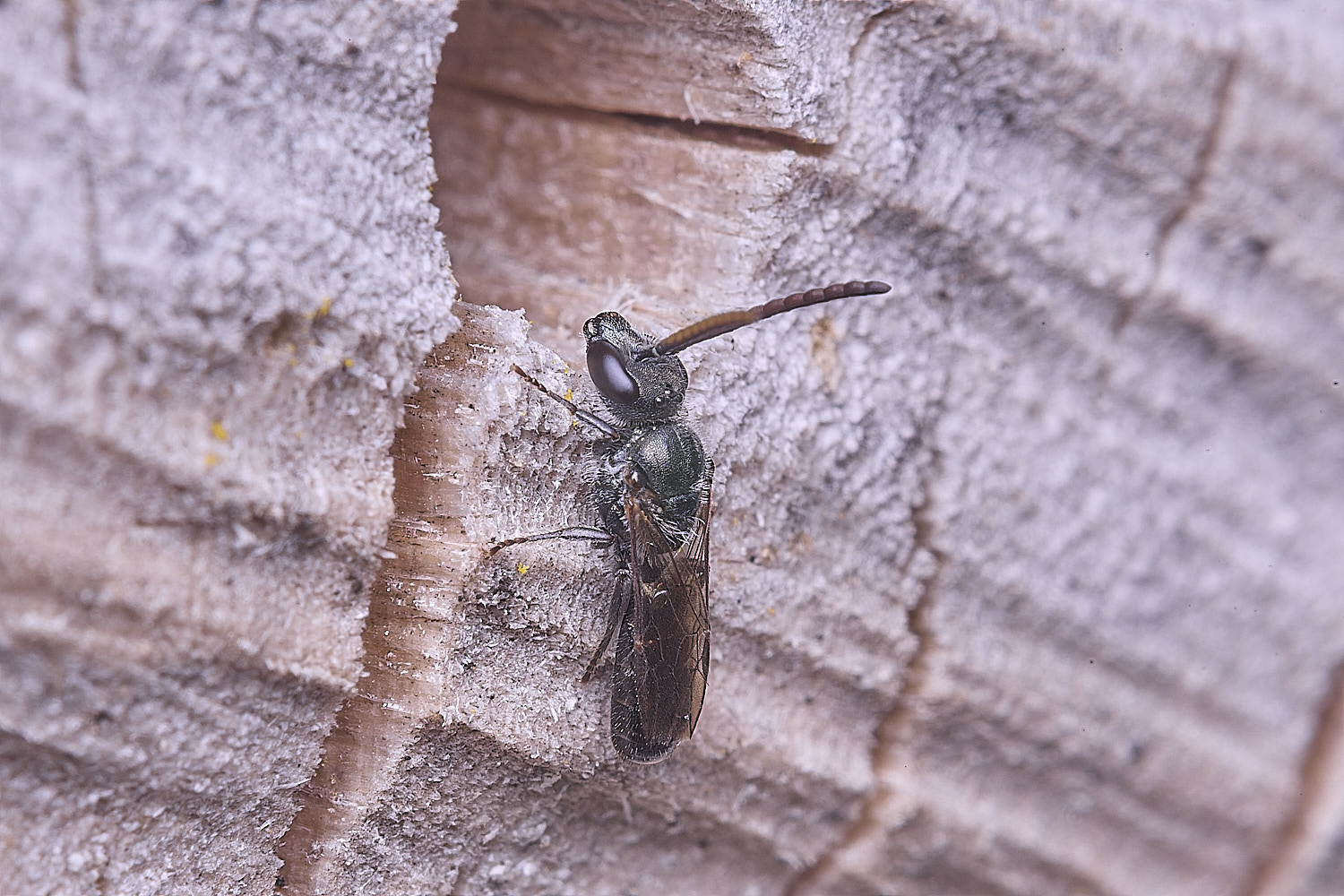 HanworthLasioglpssum020825-3