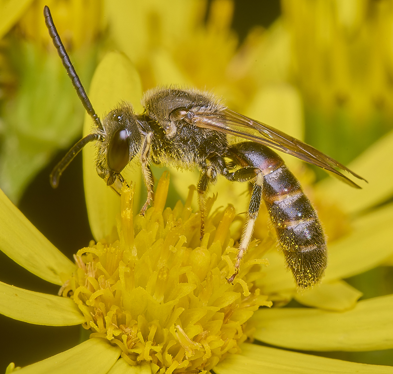 HanworthLcalceatum080725-1