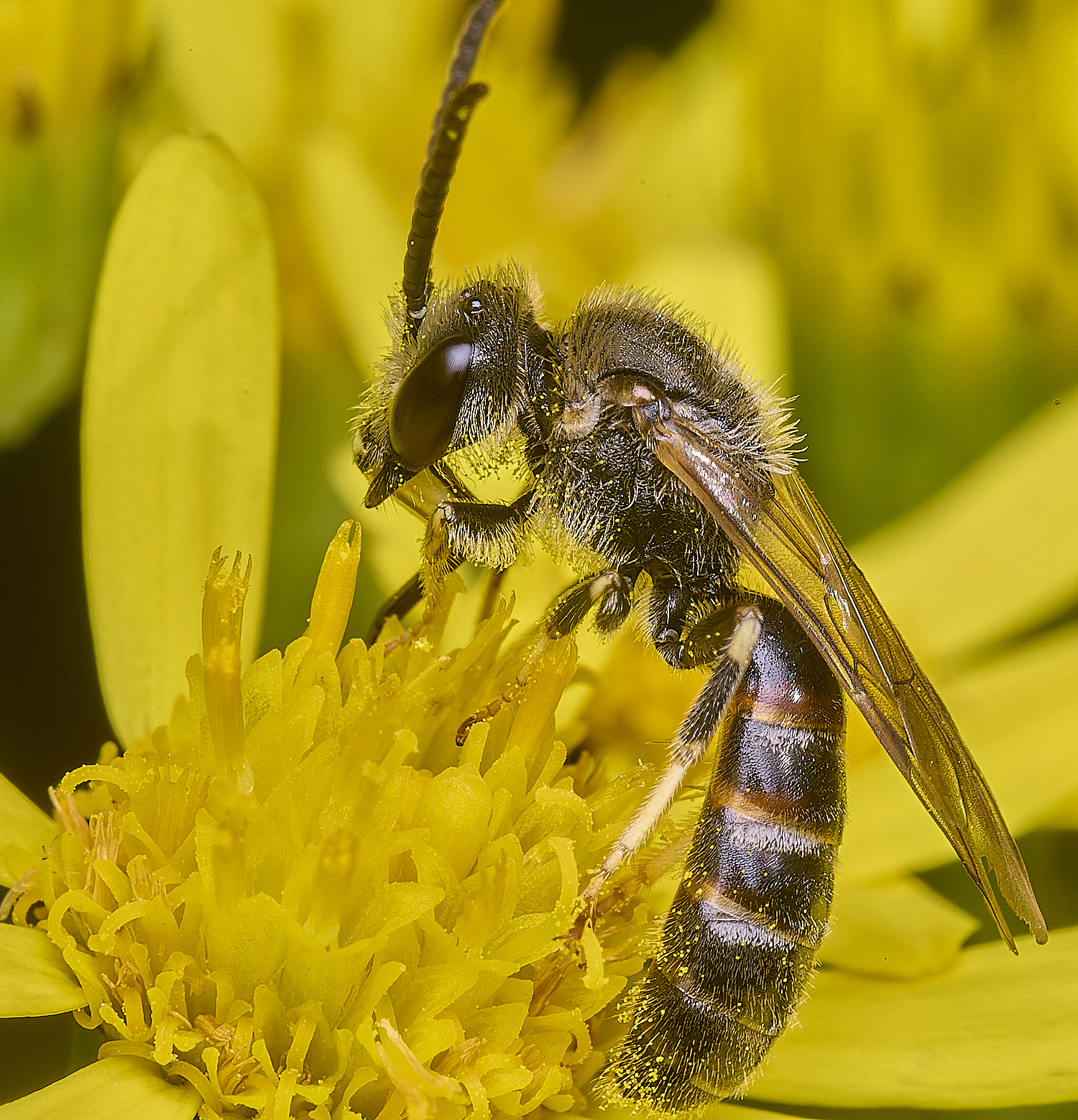 HanworthLcalceatum080725-2