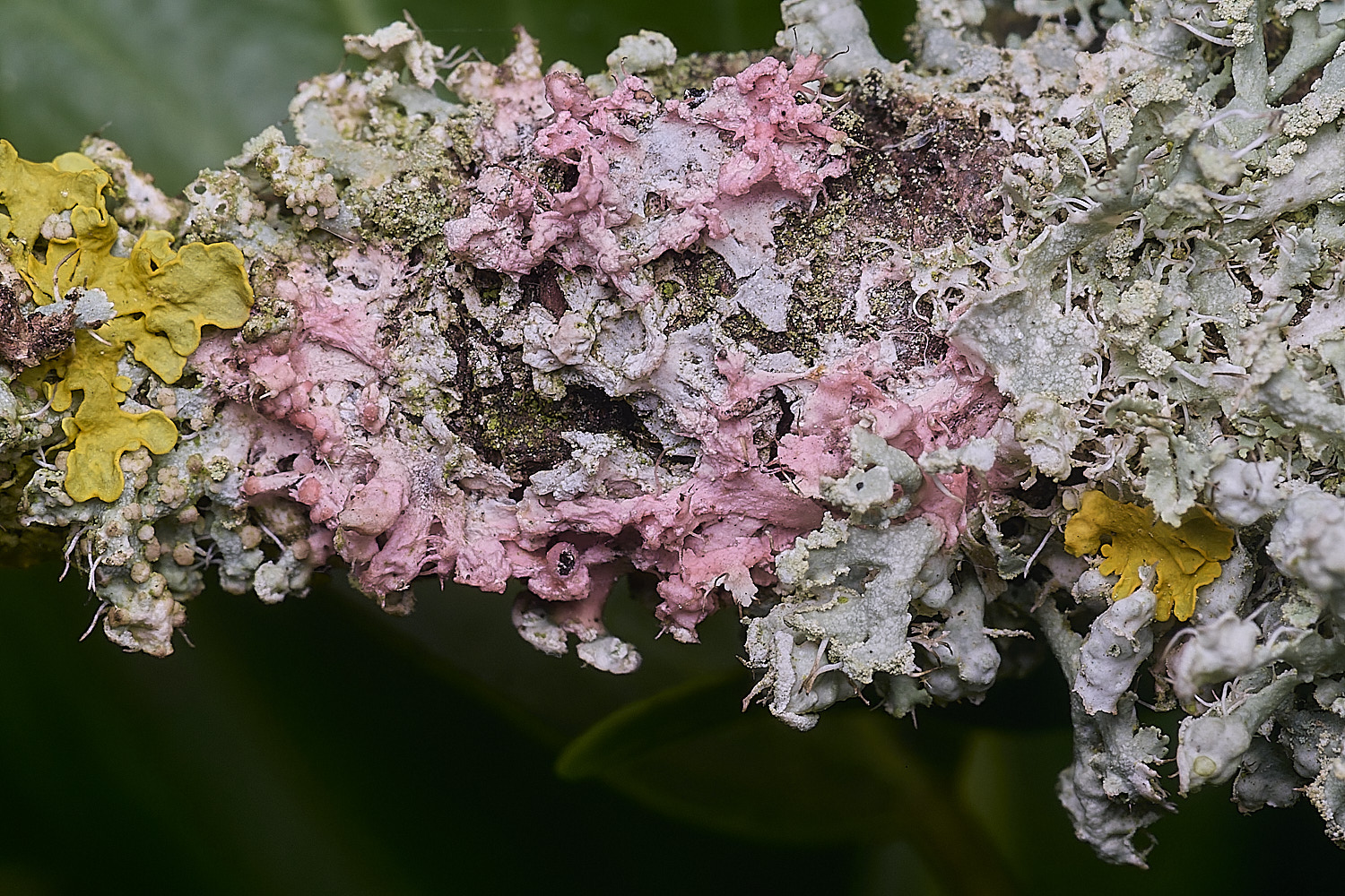 HanworthLichenLfungi300925-1
