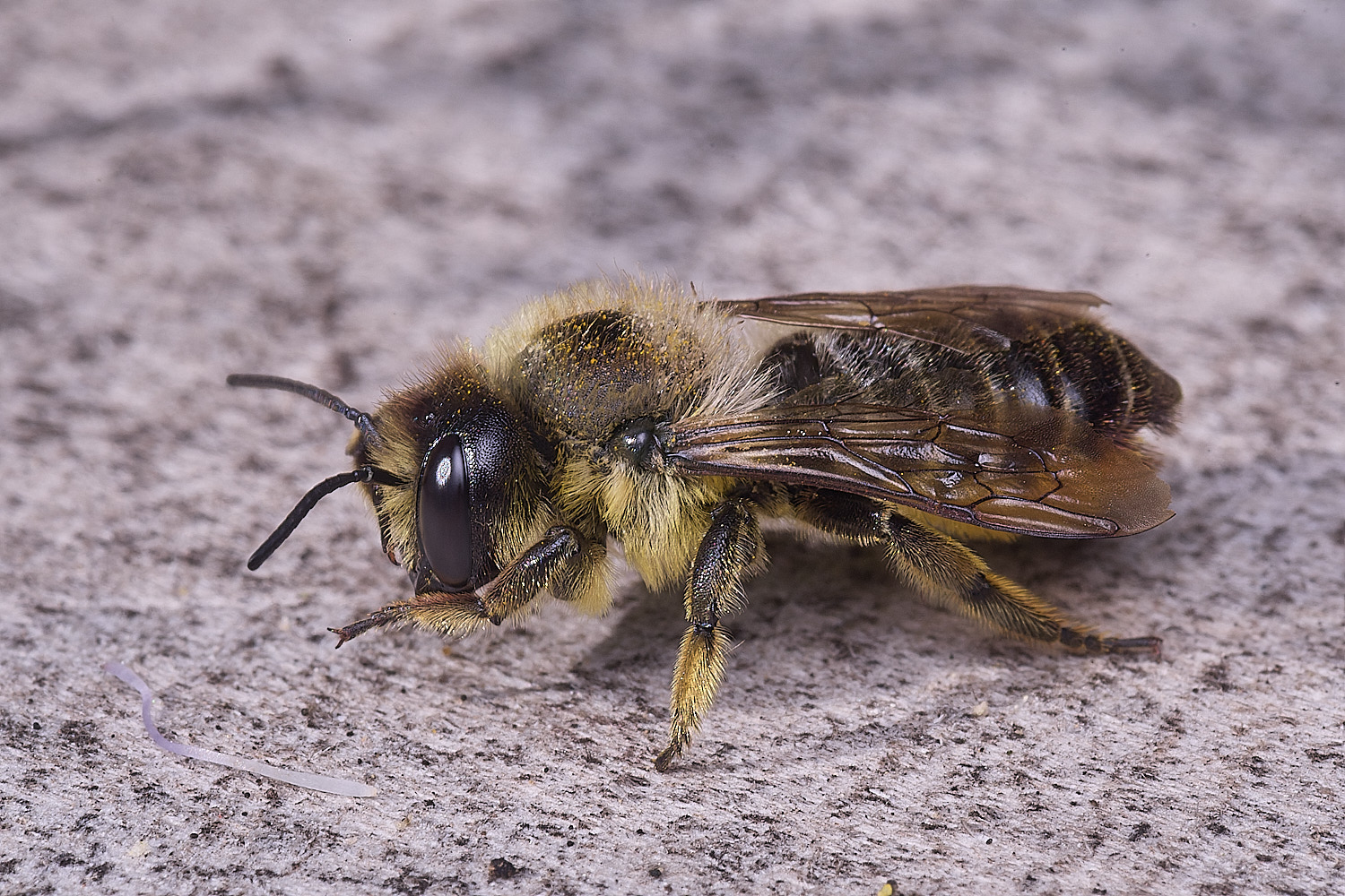 Hanworthligniseca010825-3