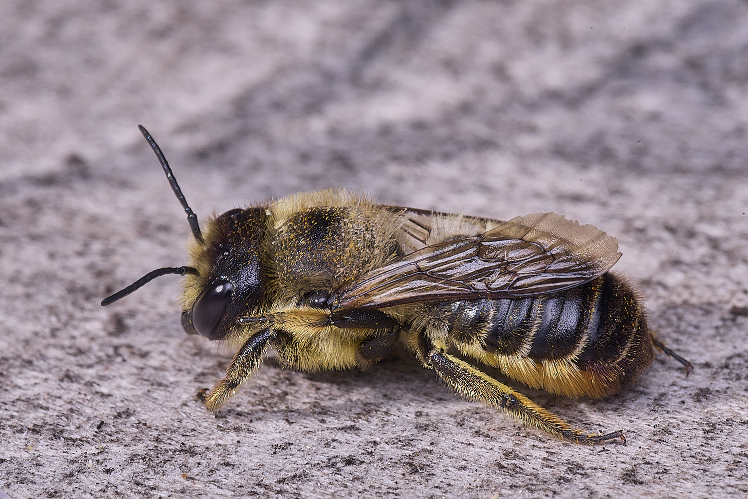 Hanworthligniseca010825-5