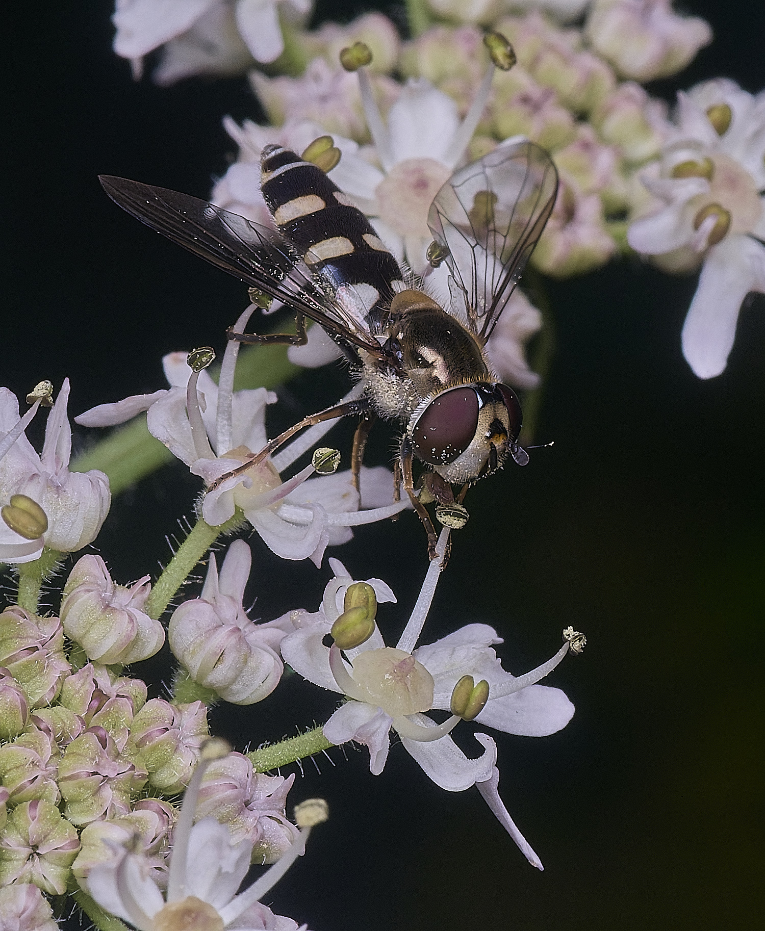 HanworthMelangynaumbellatarum260725-3