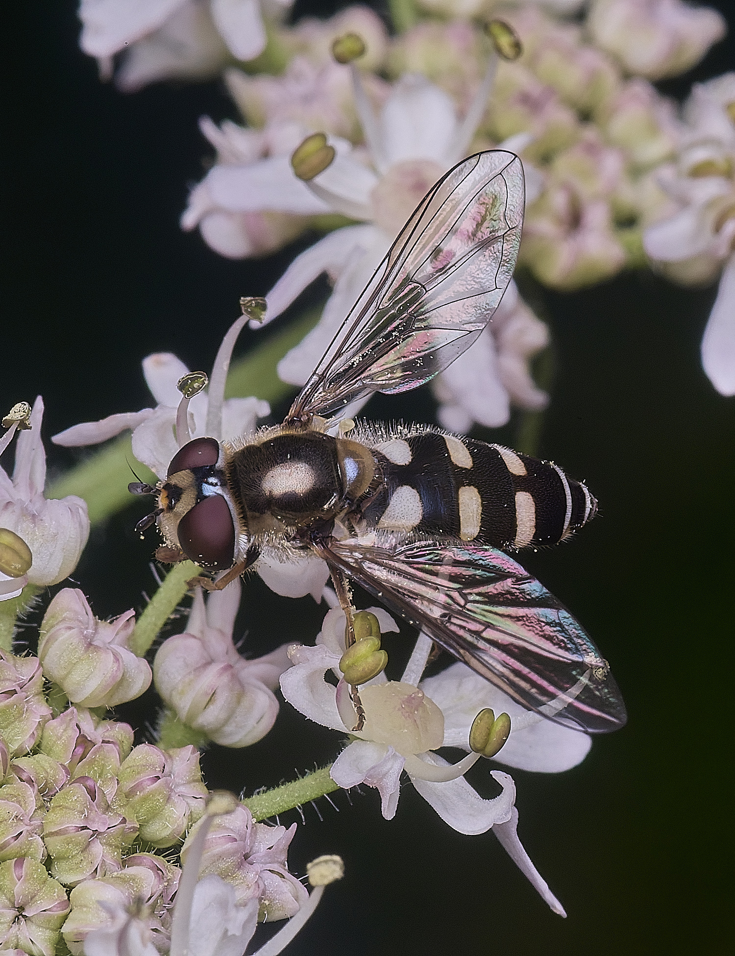 HanworthMelangynaumbellatarum260725-4