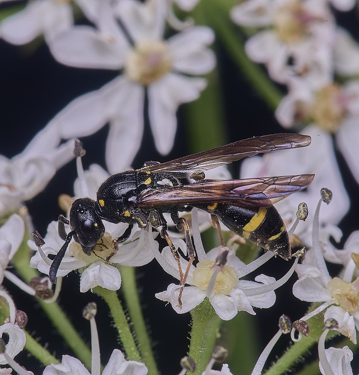 HanworthMexilis180725-1