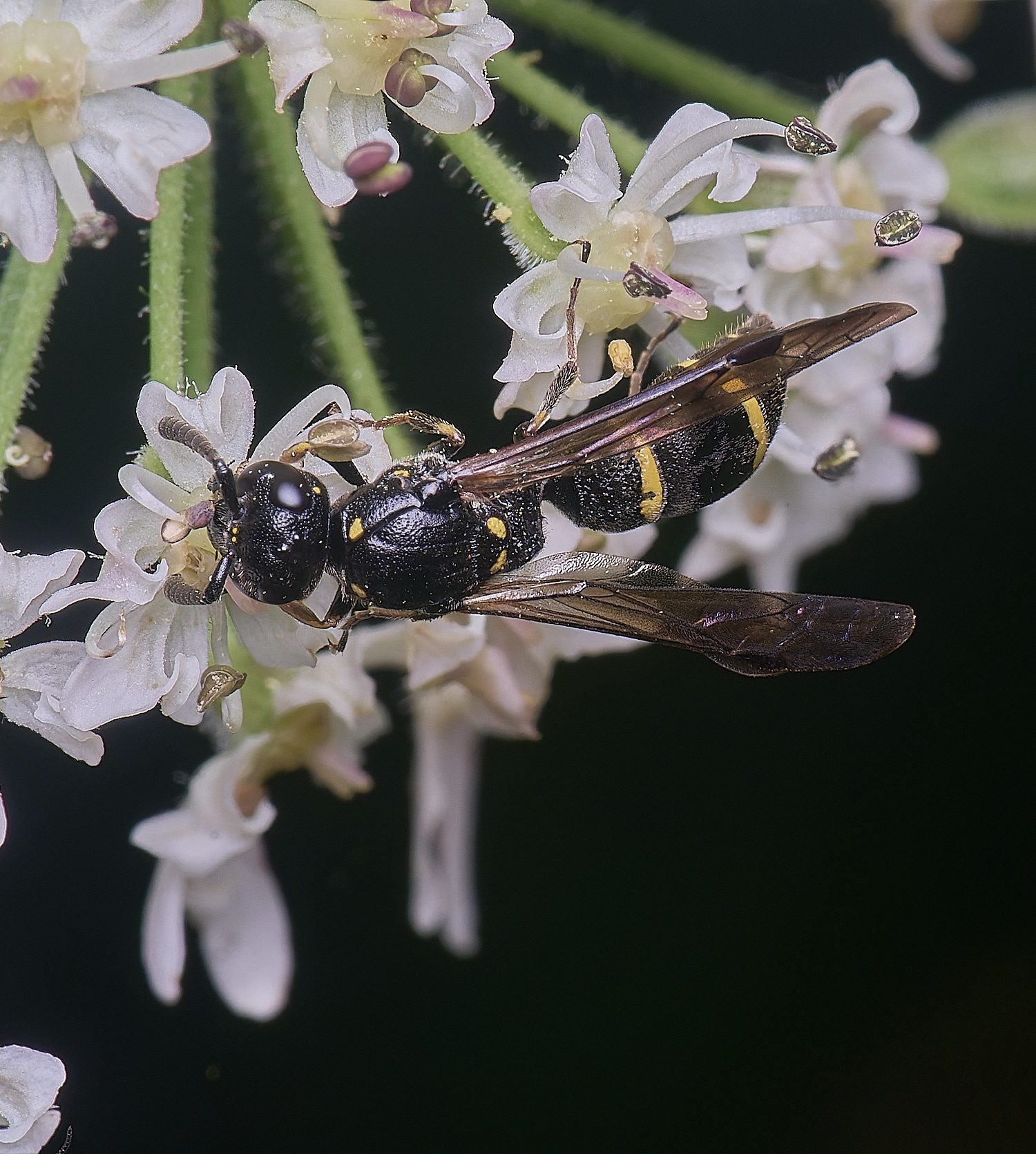 HanworthMexilis180725-10