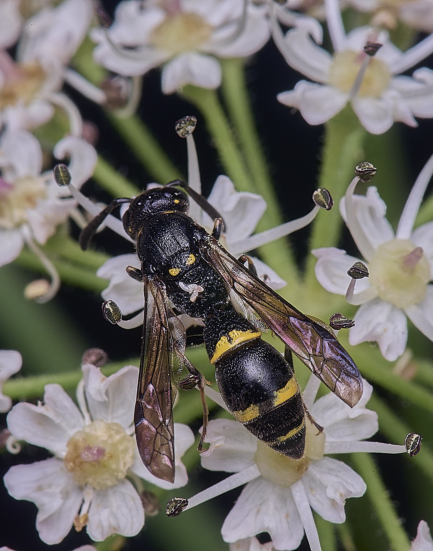 HanworthMexilis180725-2