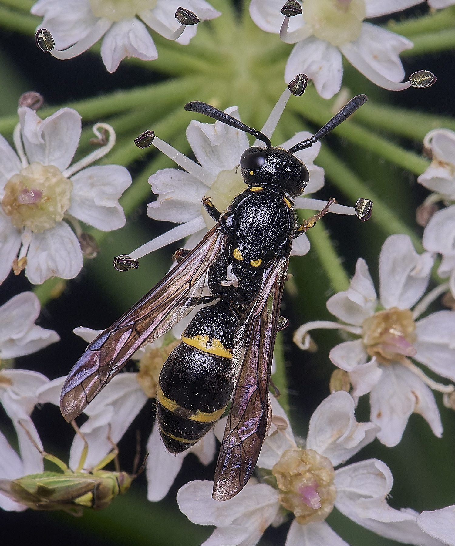 HanworthMexilis180725-3