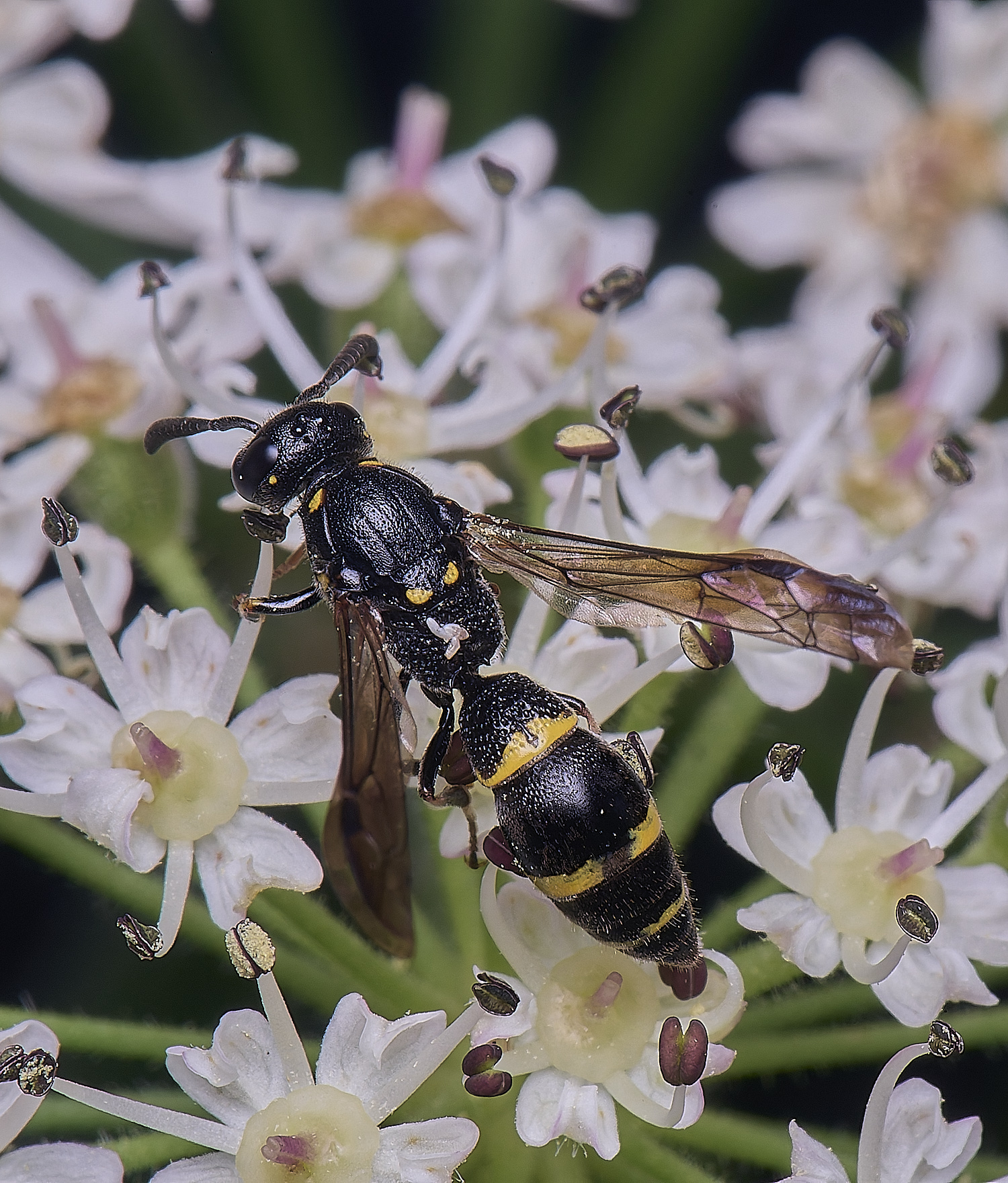 HanworthMexilis180725-4