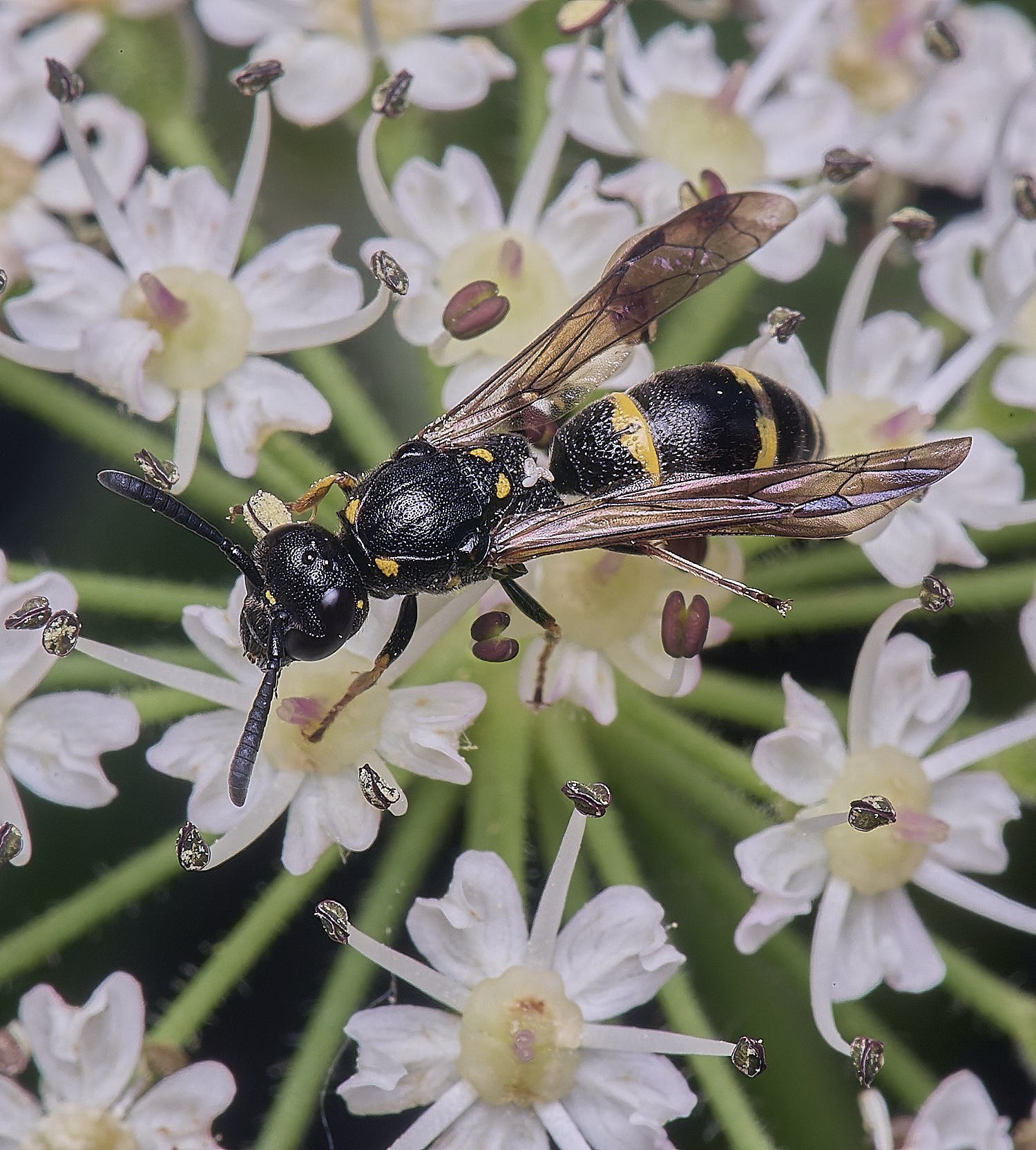 HanworthMexilis180725-5