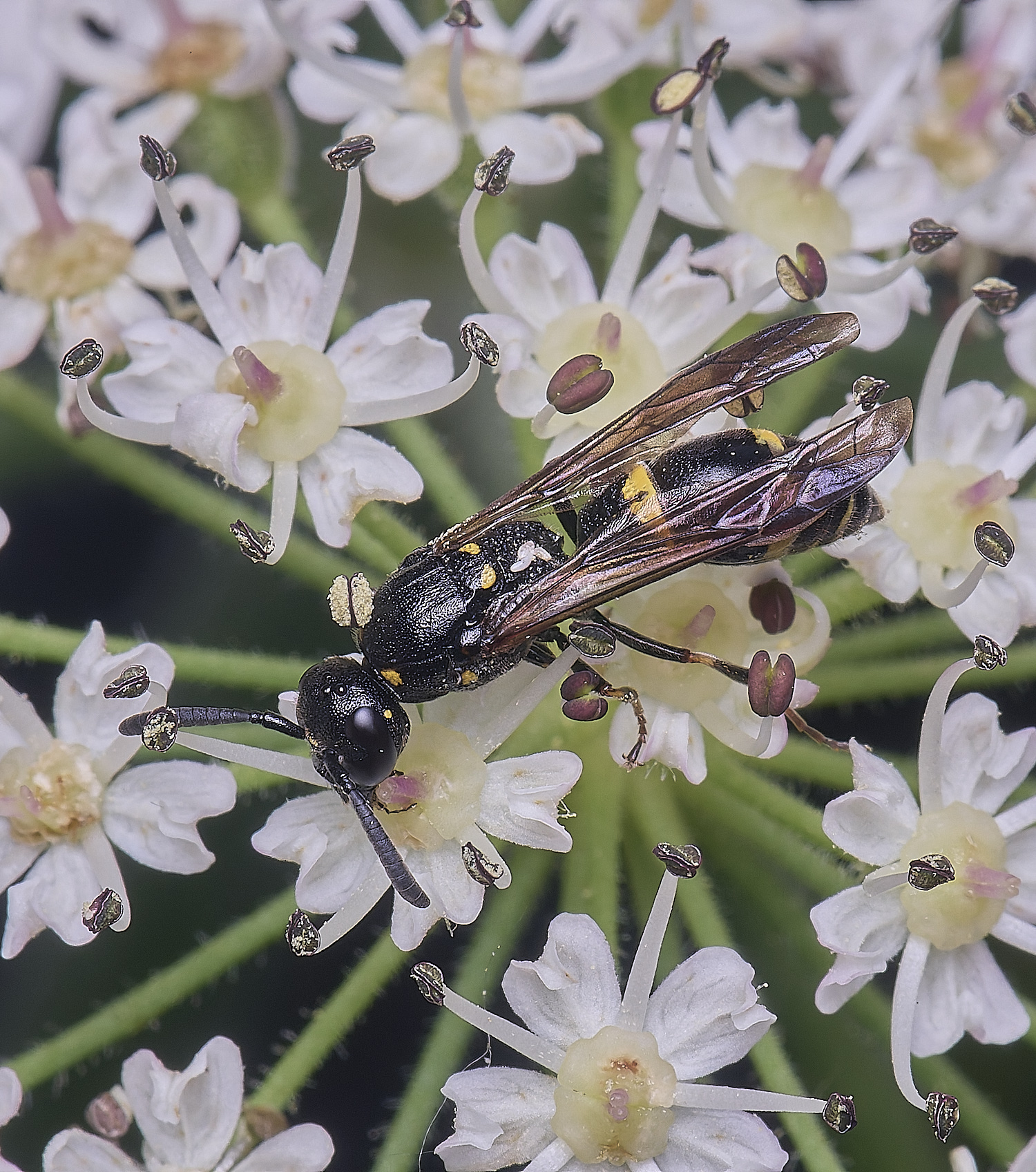 HanworthMexilis180725-6