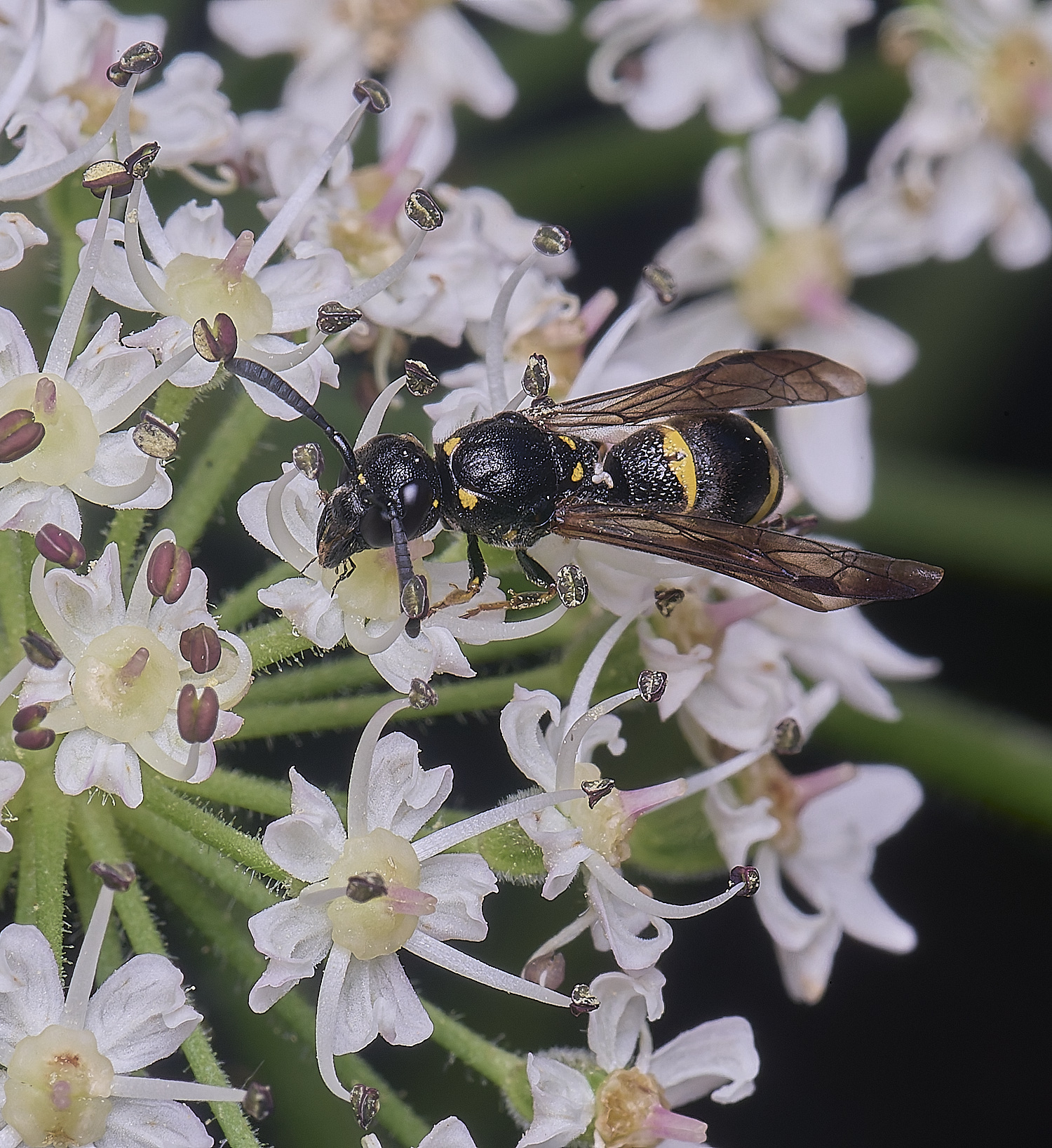 HanworthMexilis180725-7