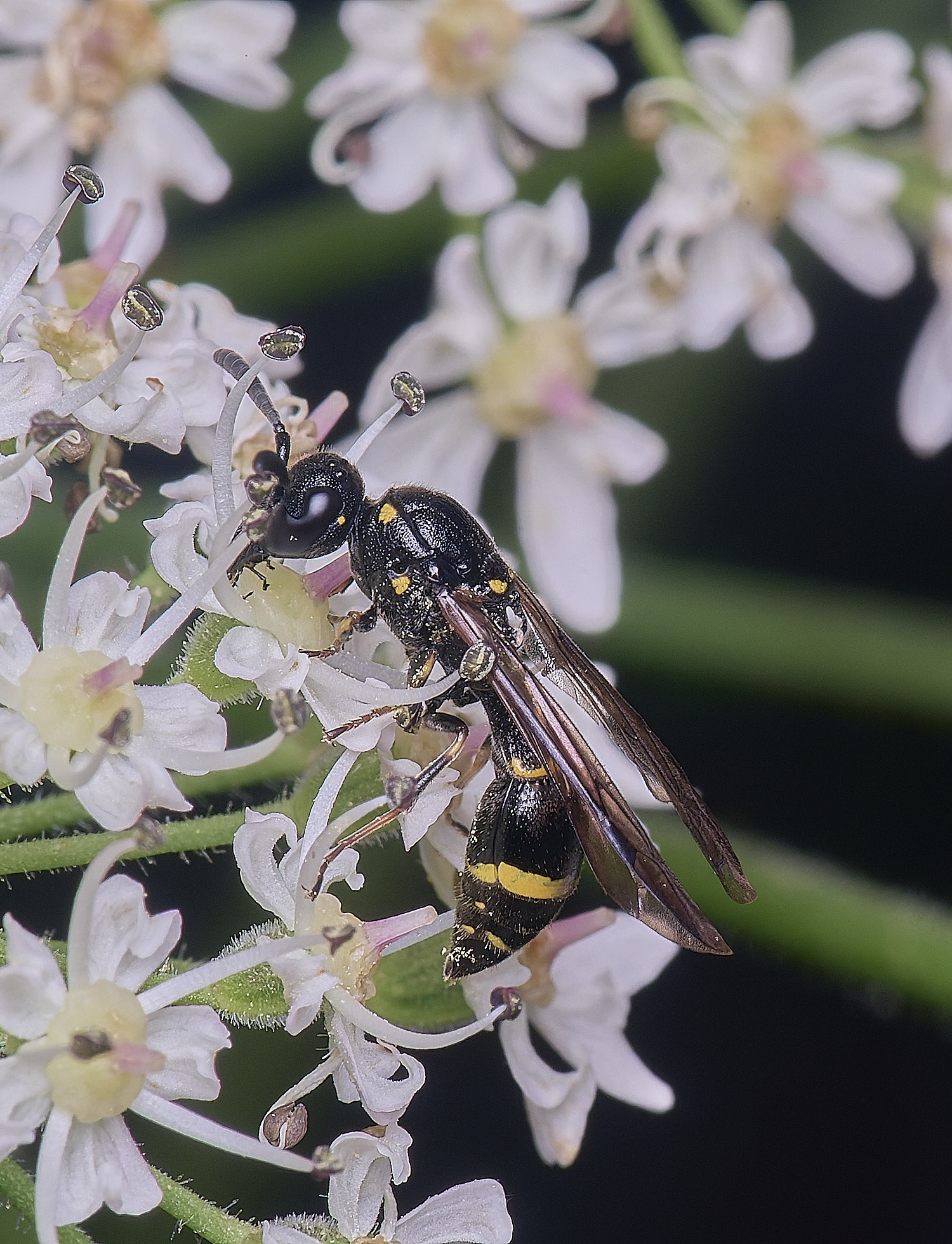 HanworthMexilis180725-8