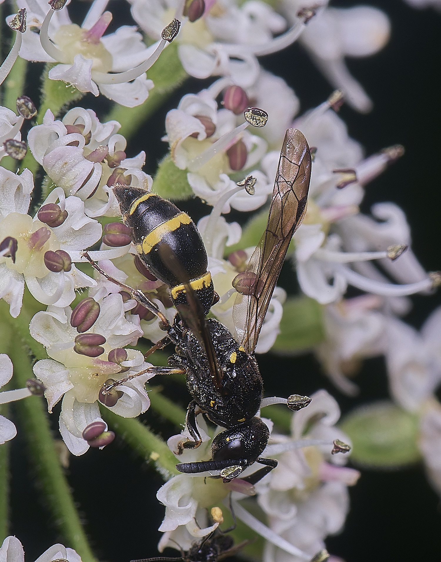 HanworthMexilis180725-9