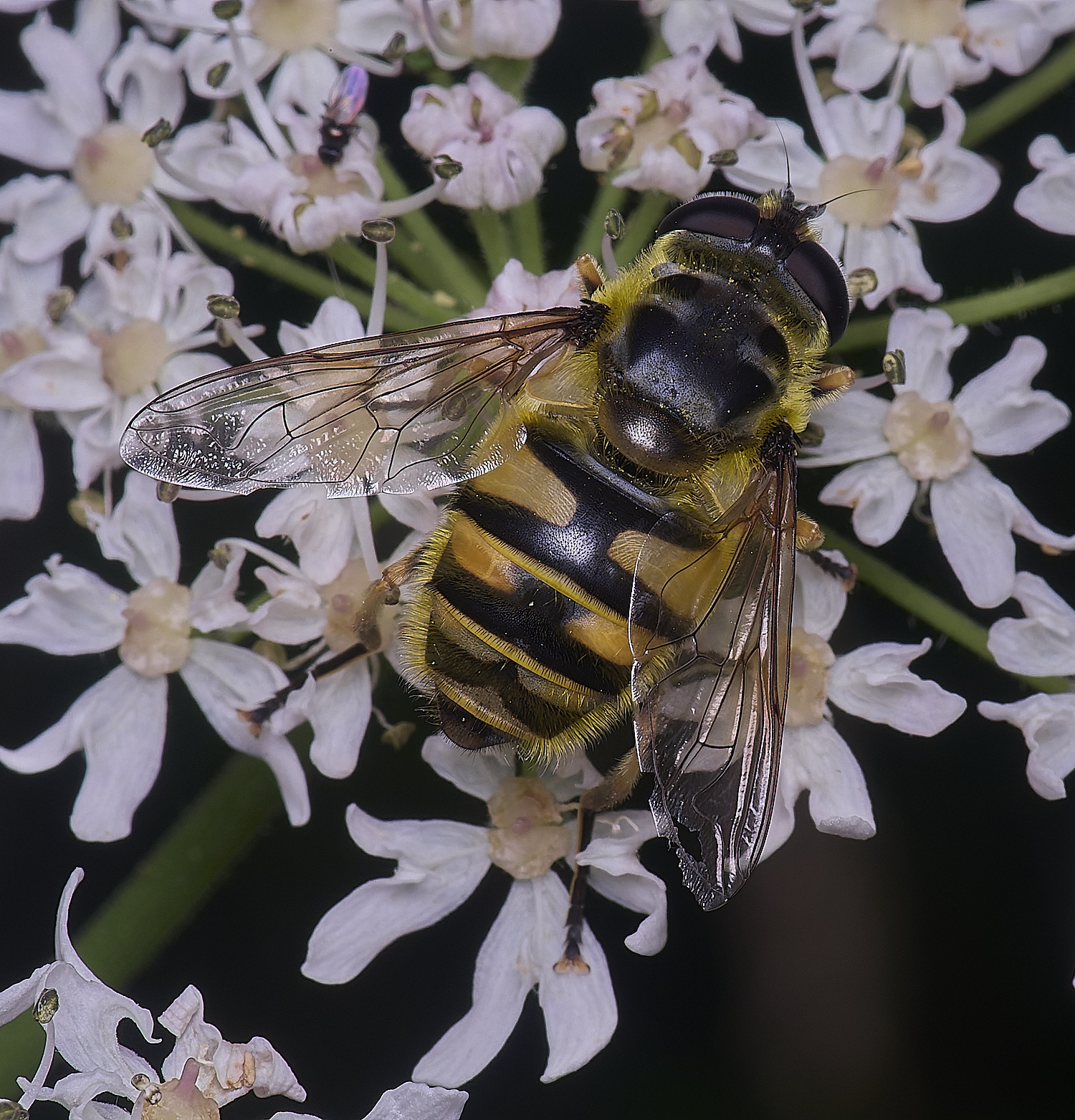 HanworthMflorea180725-1