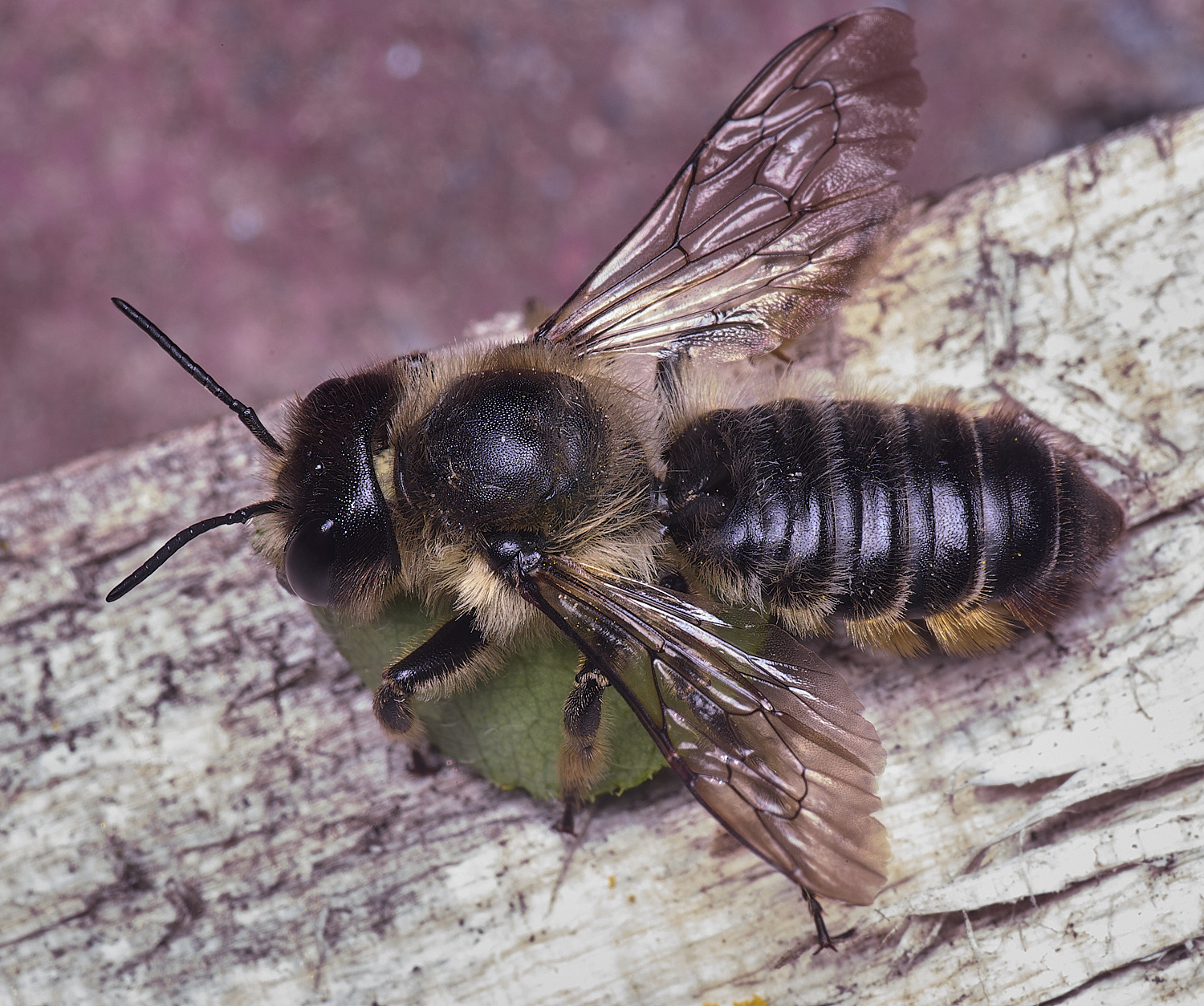 HanworthMligniseca070525-1