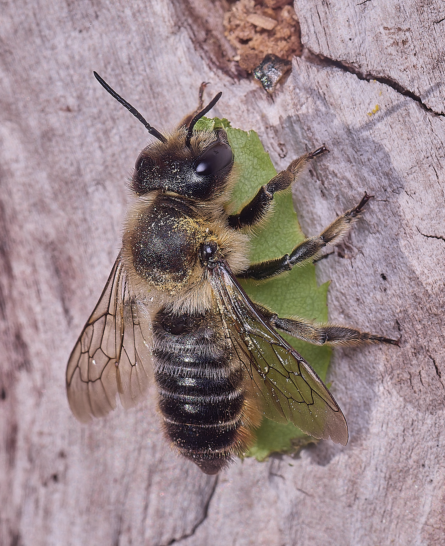 HanworthMligniseca160725-1