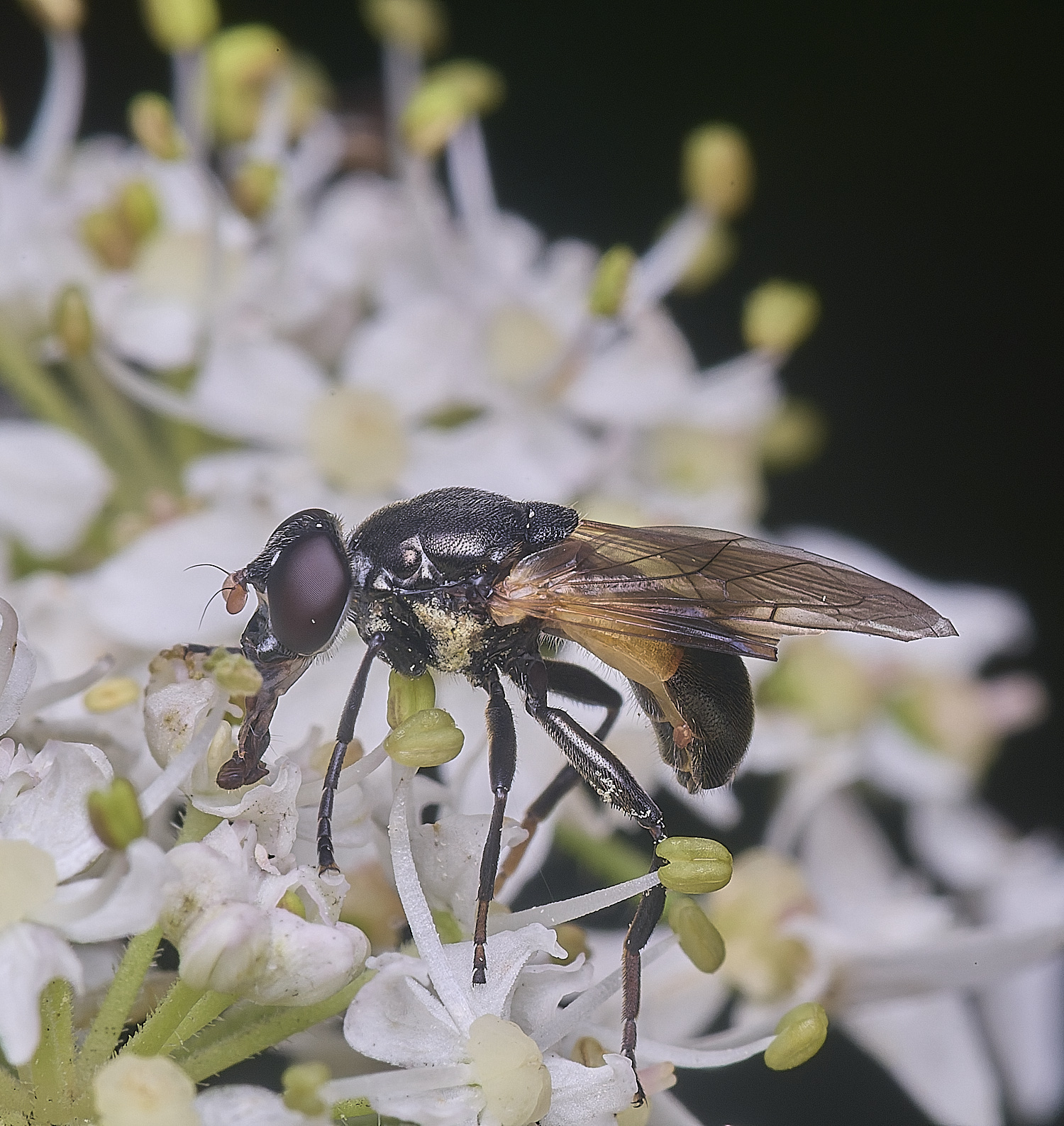 HanworthMyoleptadubia260725-10