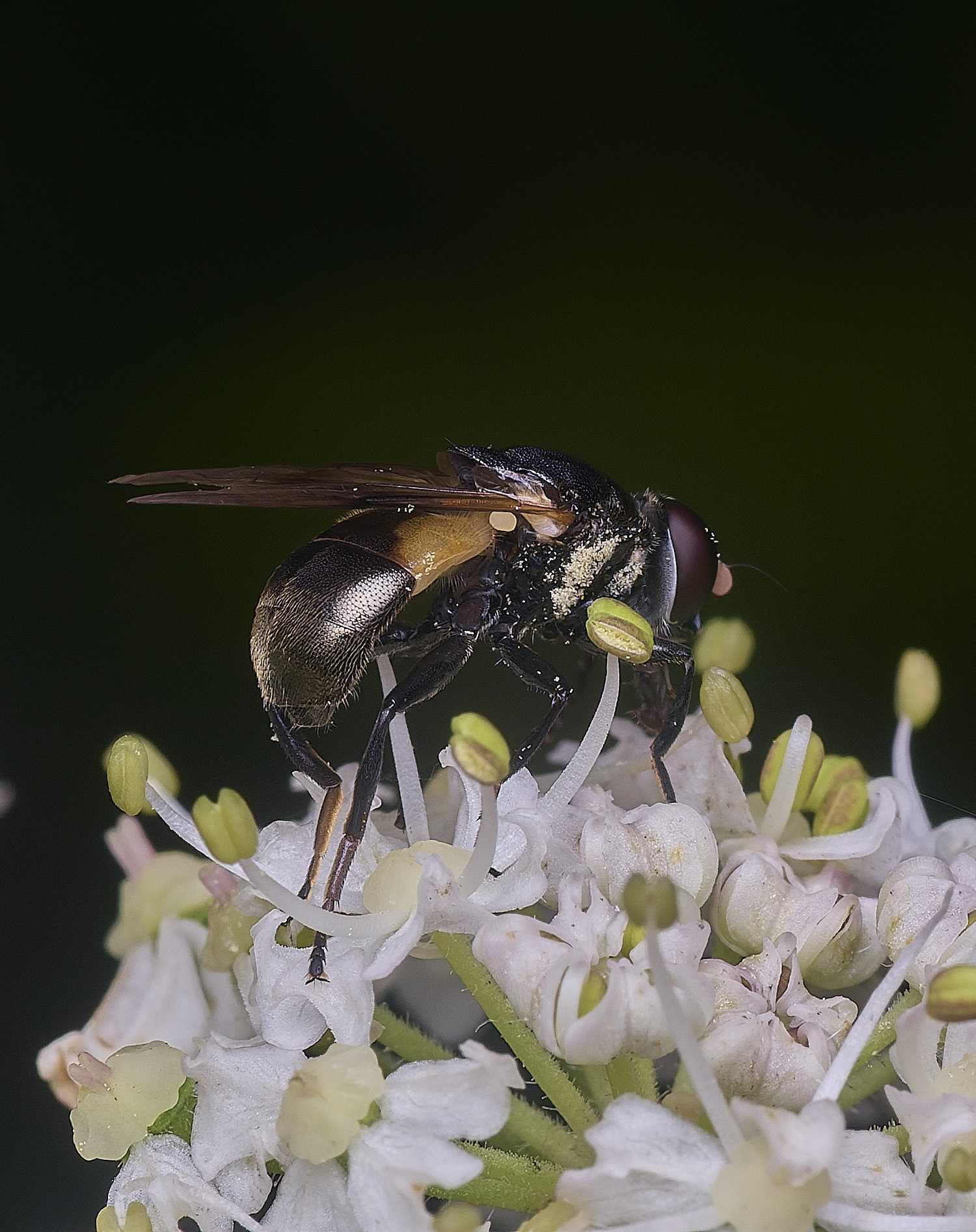 HanworthMyoleptadubia260725-9