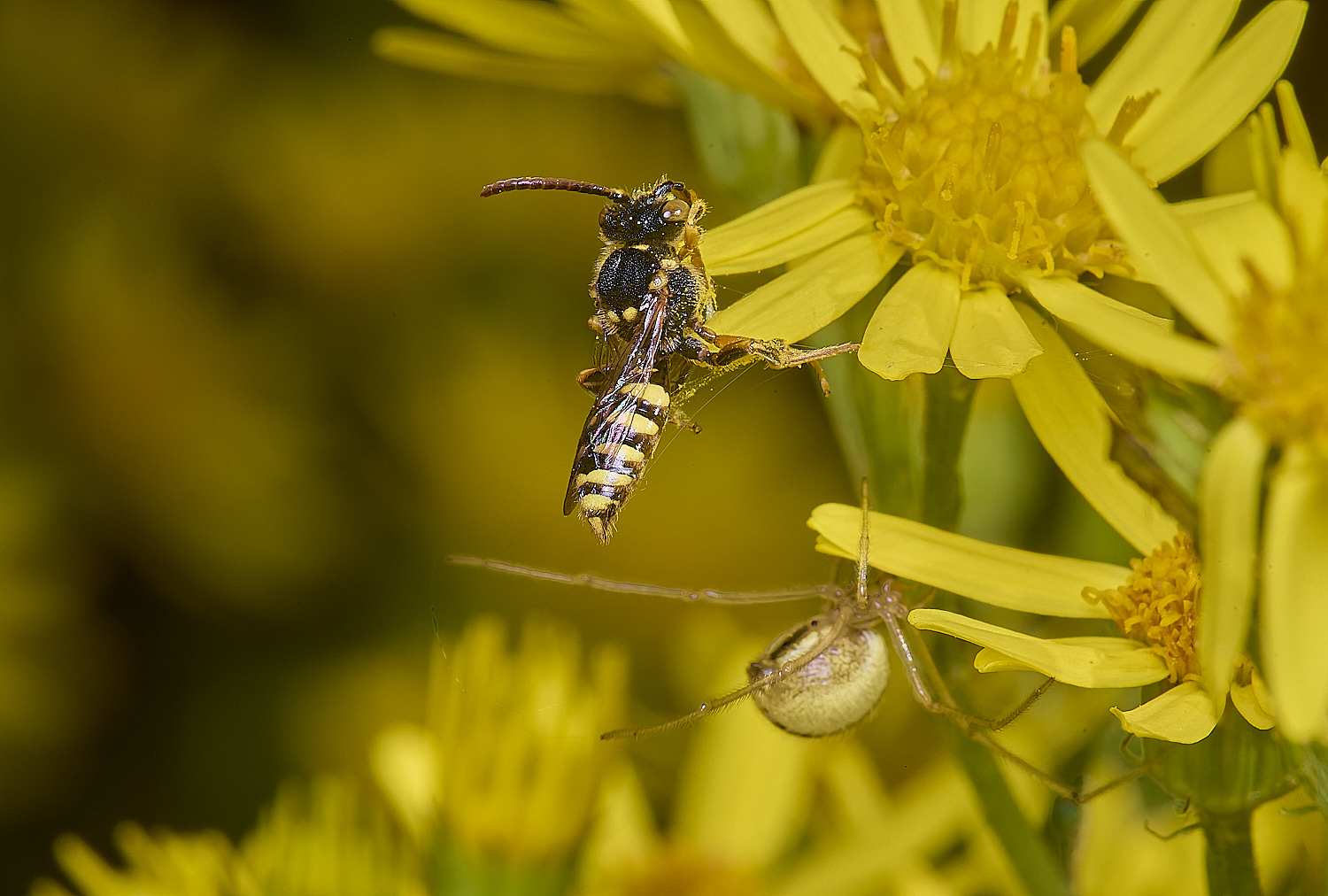 HanworthNfulvicornis080725-1