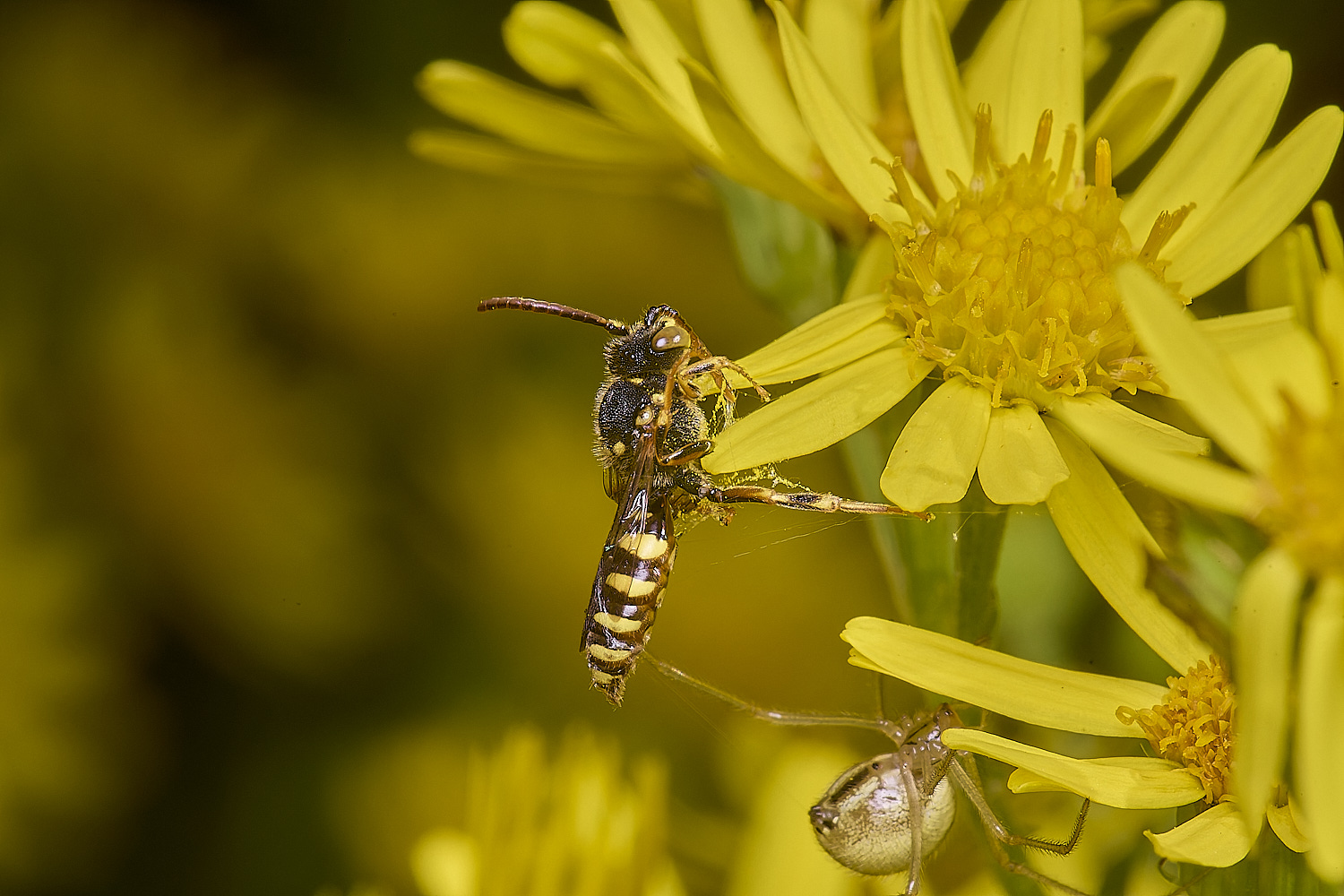 HanworthNfulvicornis080725-2