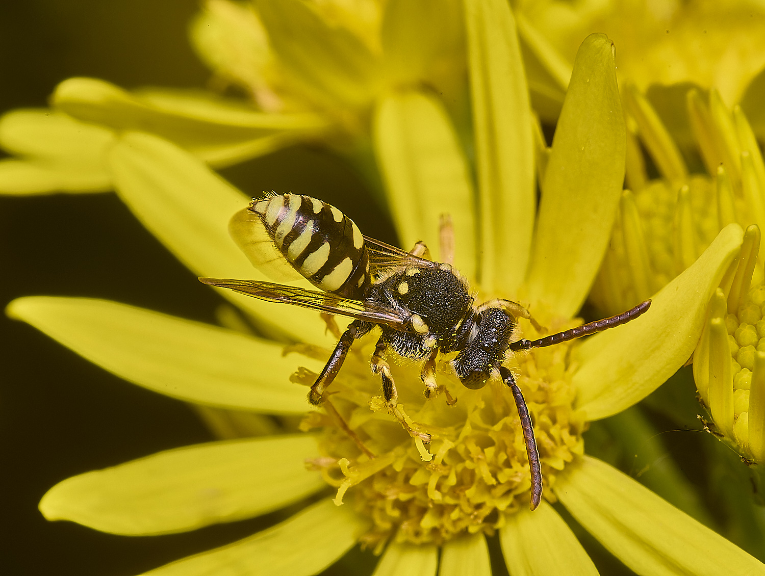 HanworthNfulvicornis080725-4