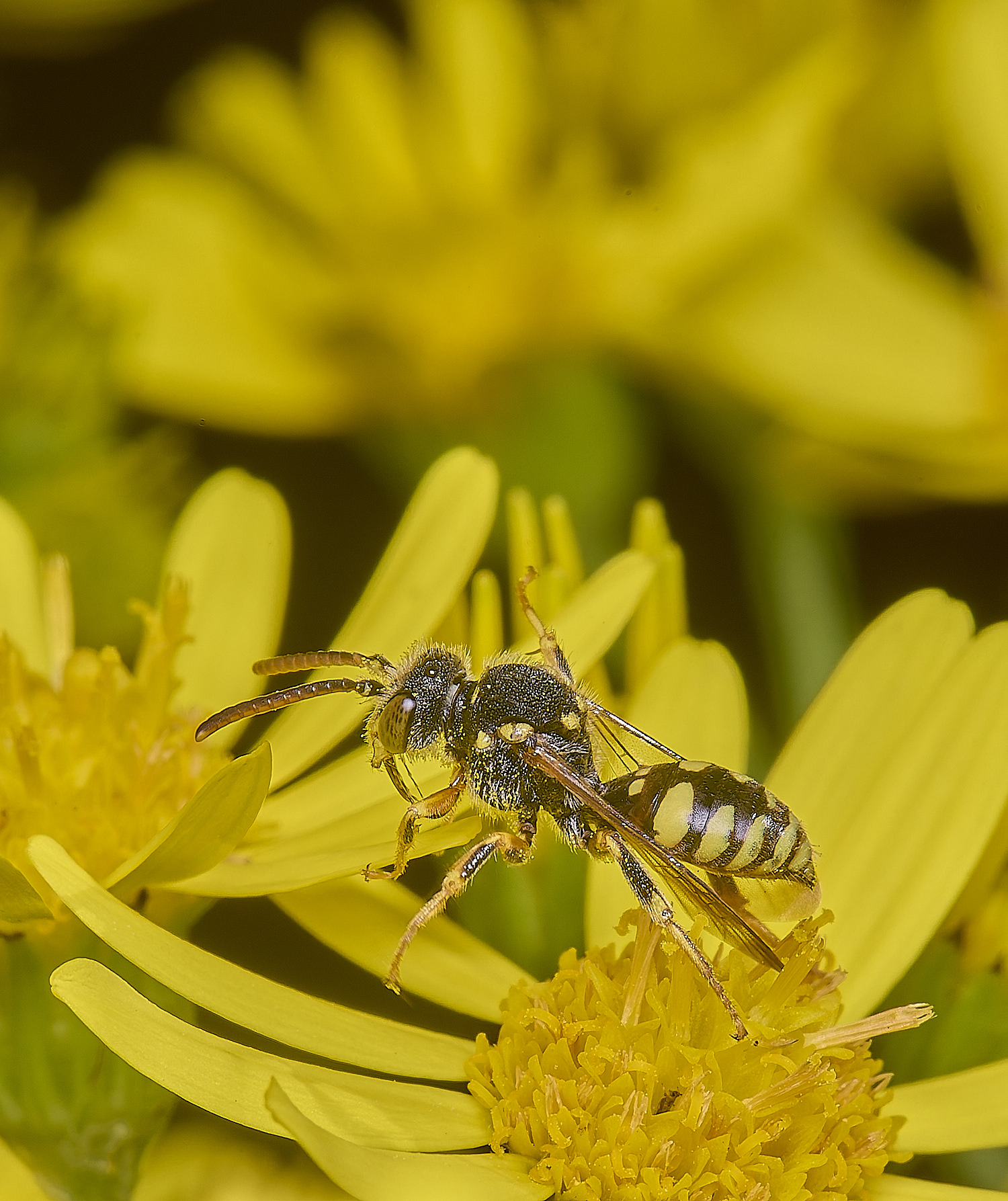 HanworthNfulvicornis080725-5