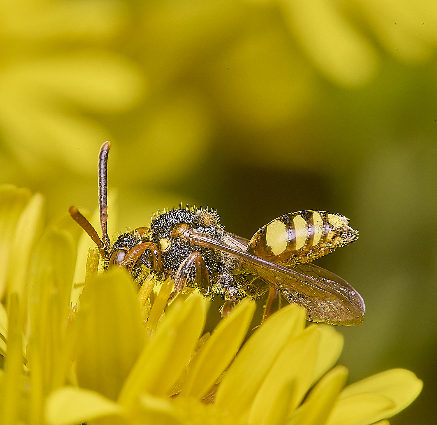 HanworthNfulvicornis080725-6