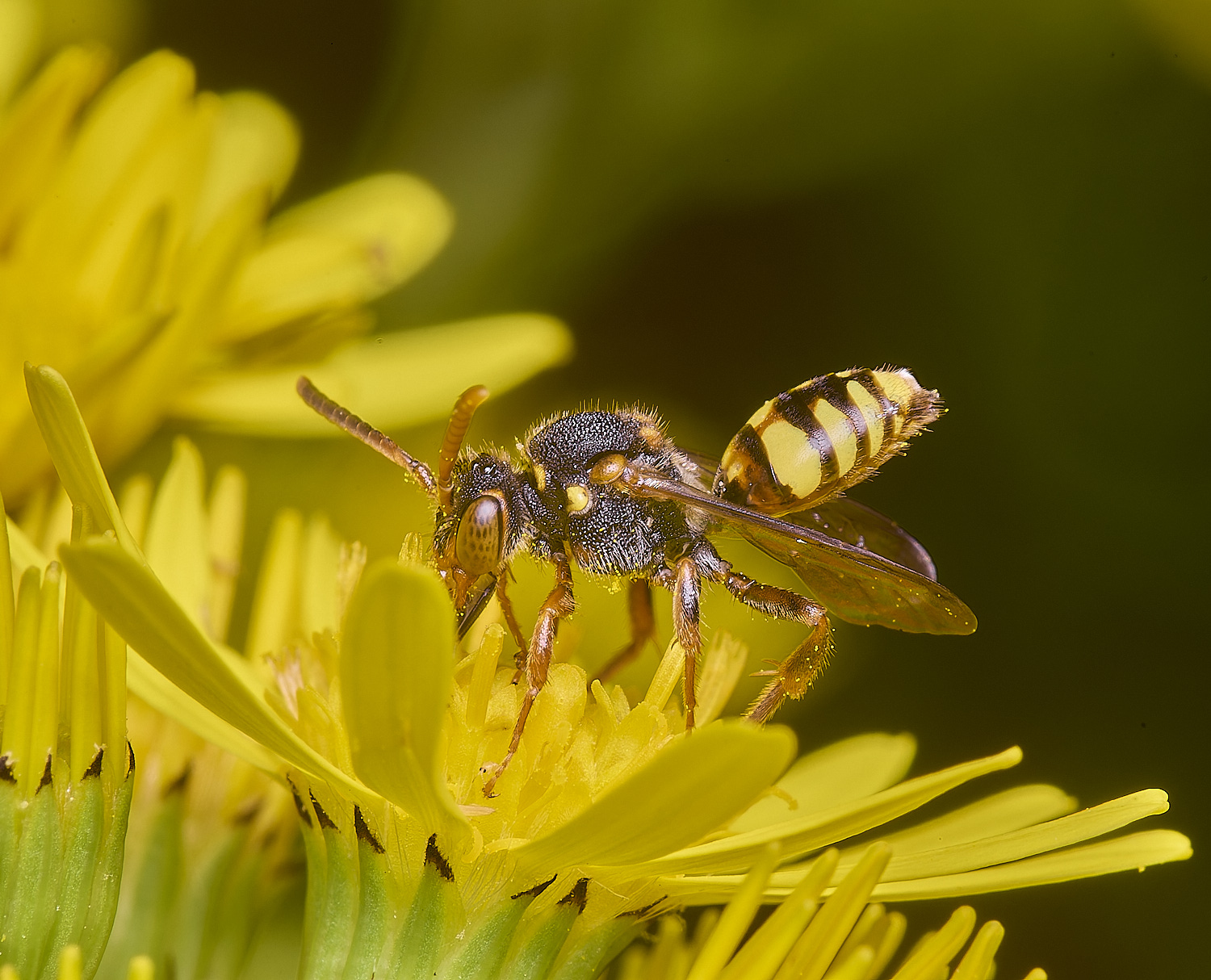 HanworthNfulvicornis080725-7