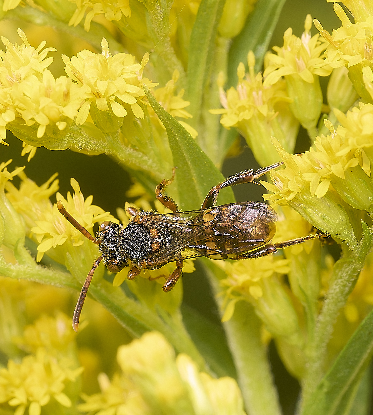 HanworthNfulvicornis080725-9