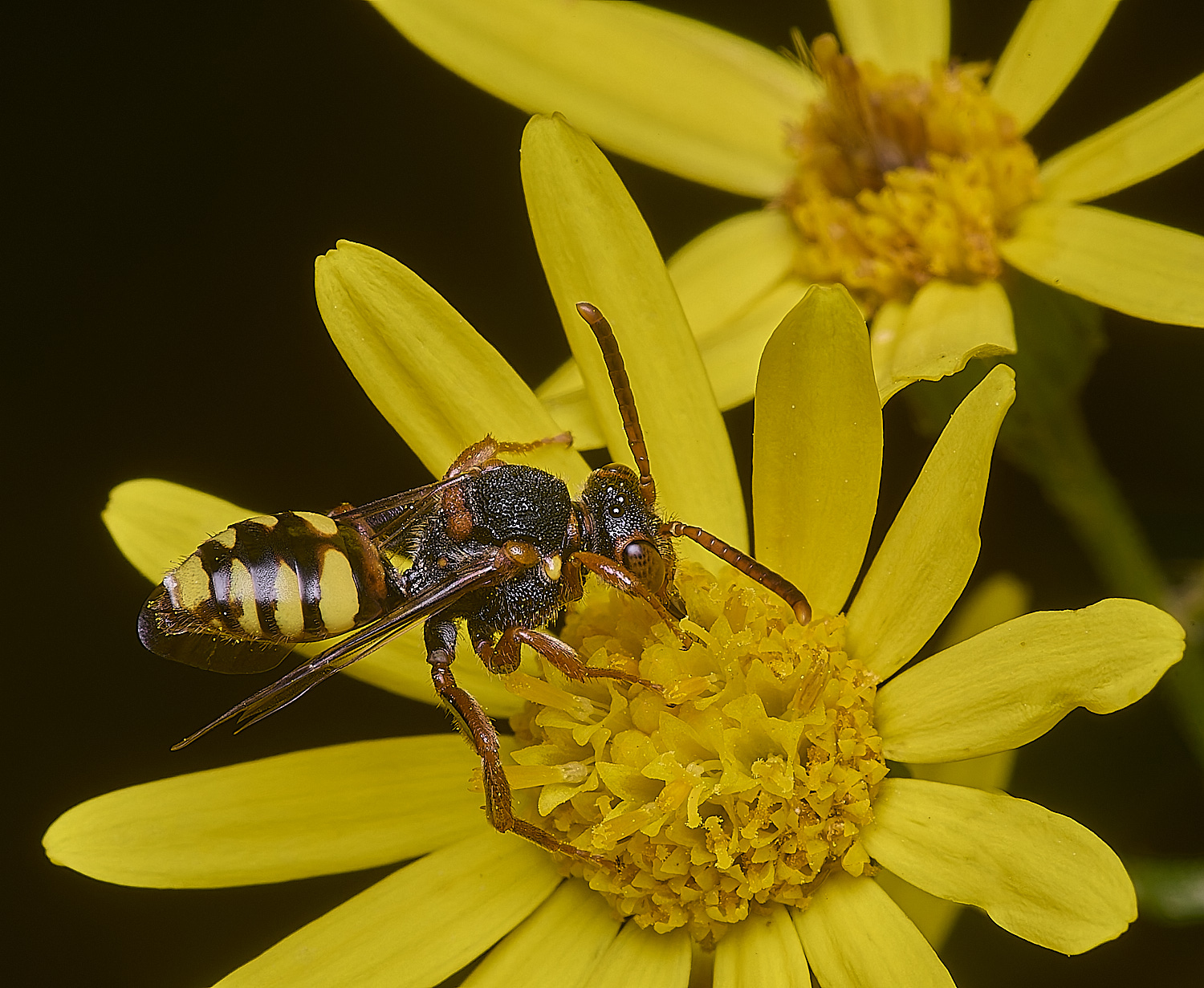 HanworthNomada180725-1