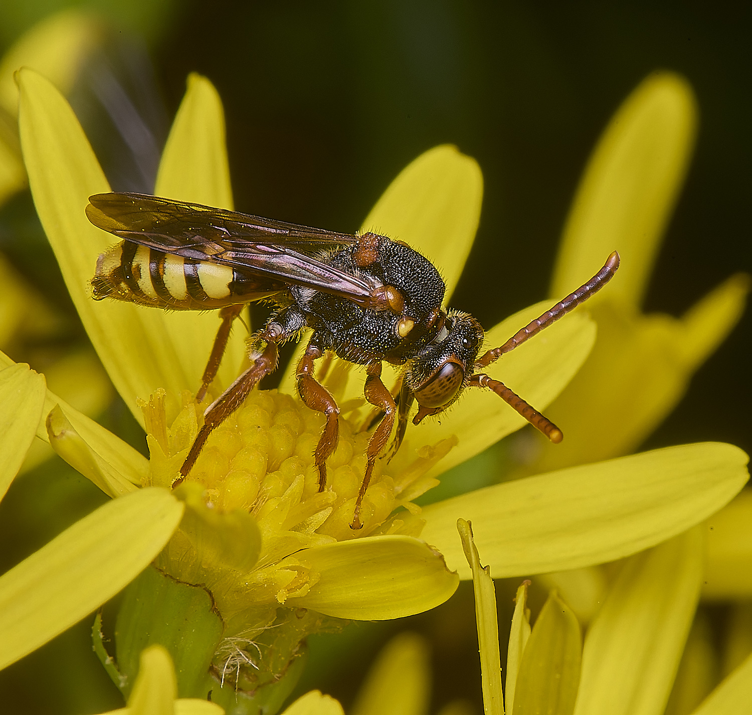HanworthNomada180725-6