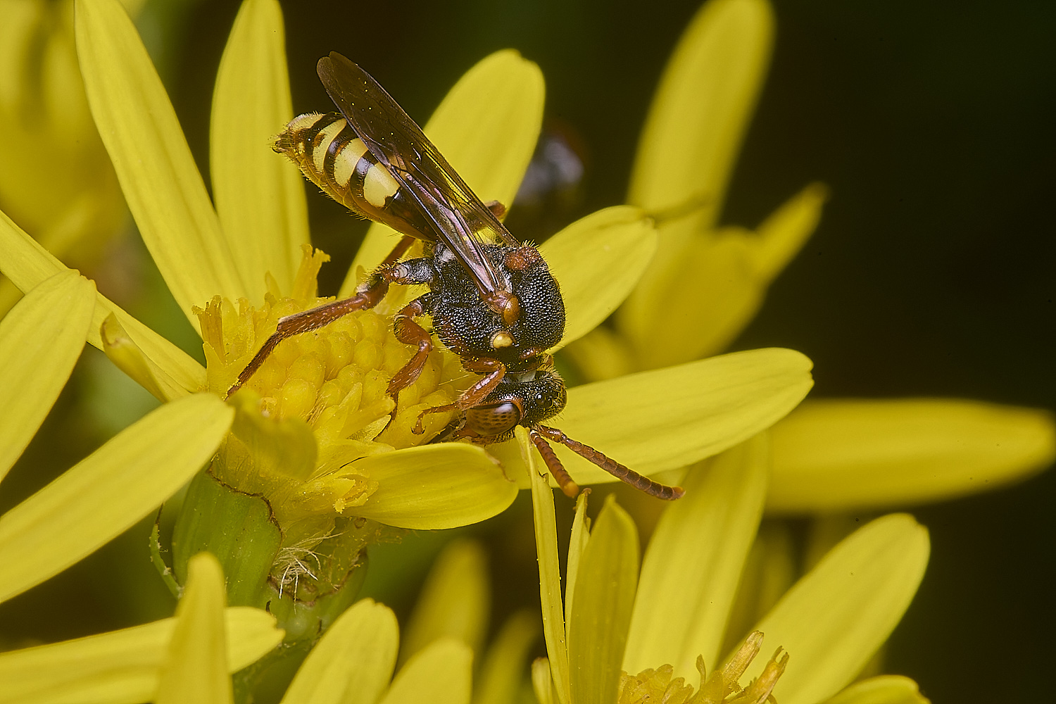 HanworthNomada180725-7