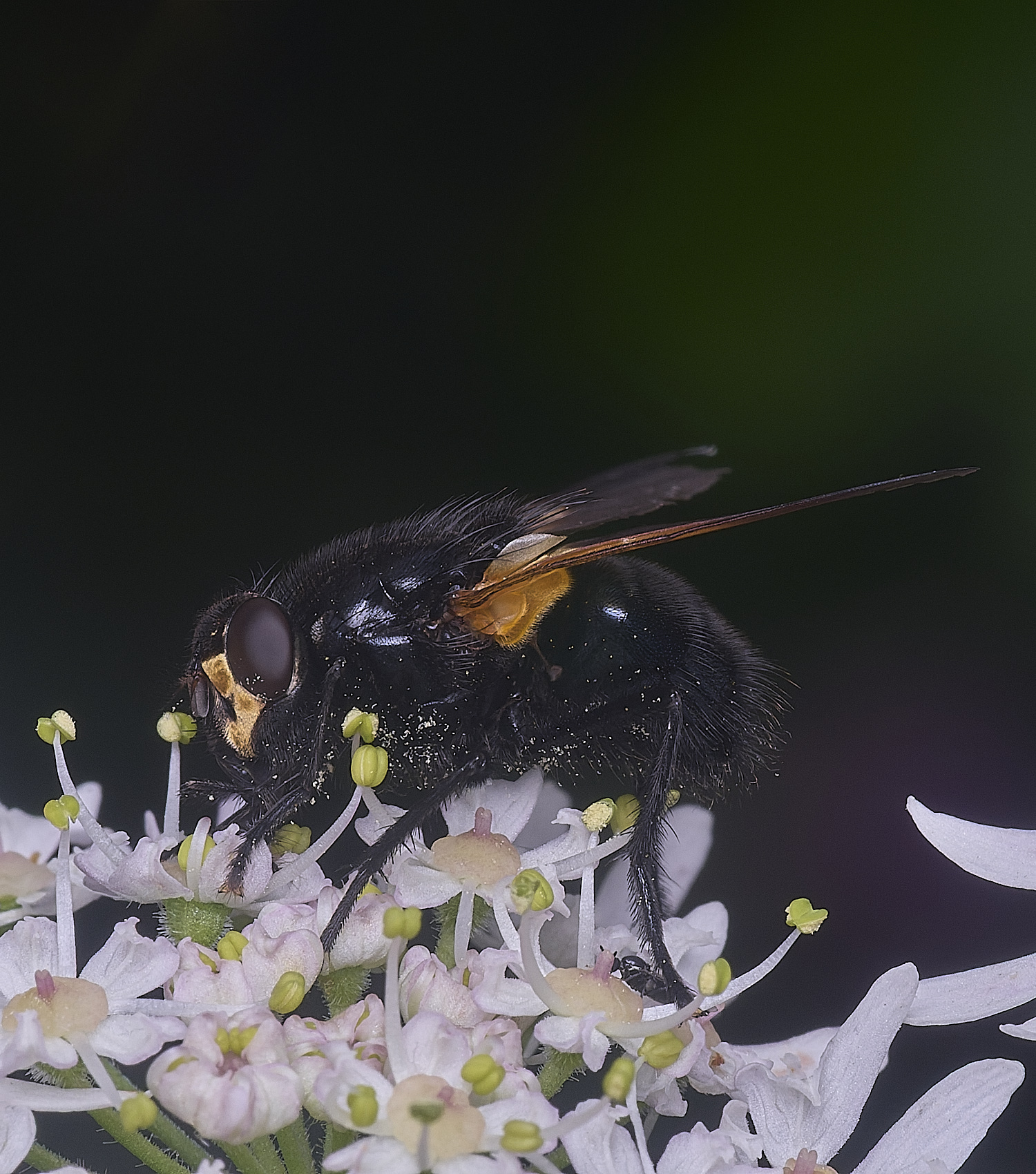 HanworthNoonFly250725-1