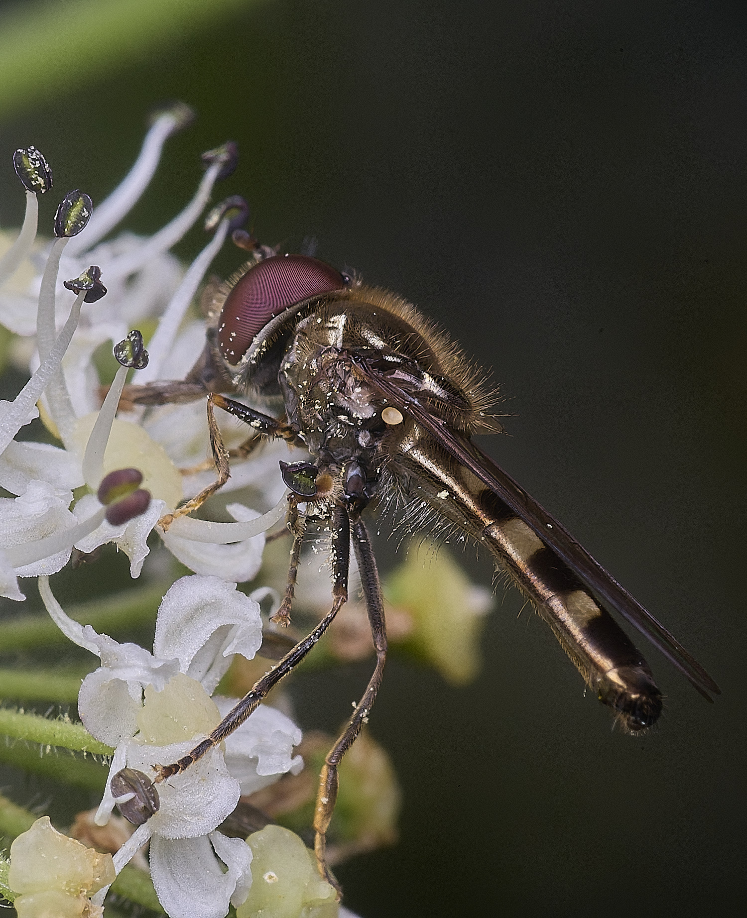 HanwortHover300725-2