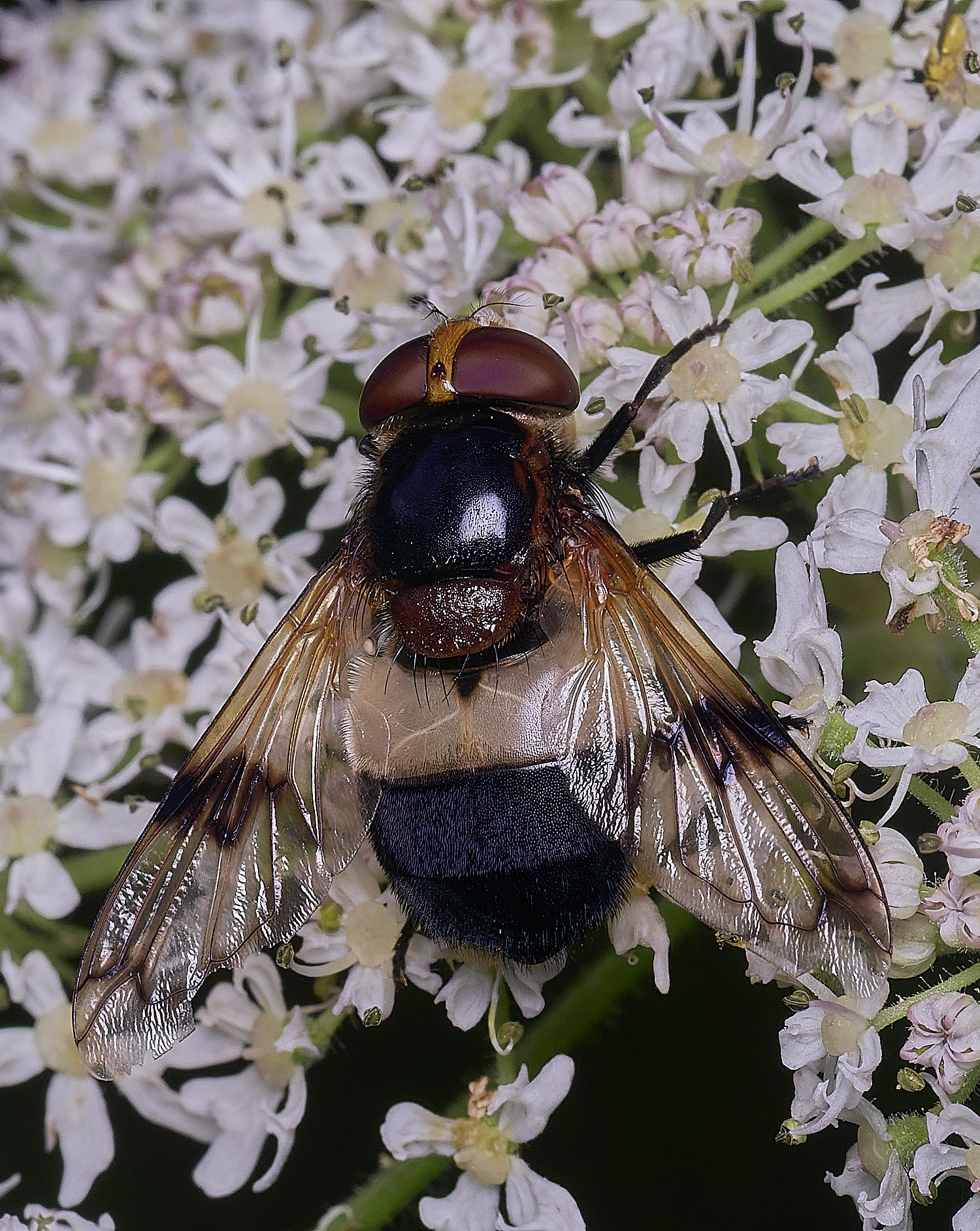 Hanworthpellucida300725-1