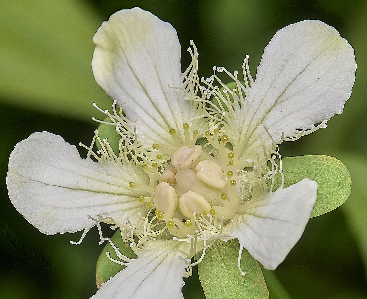 HanworthPgansuensis220725-1