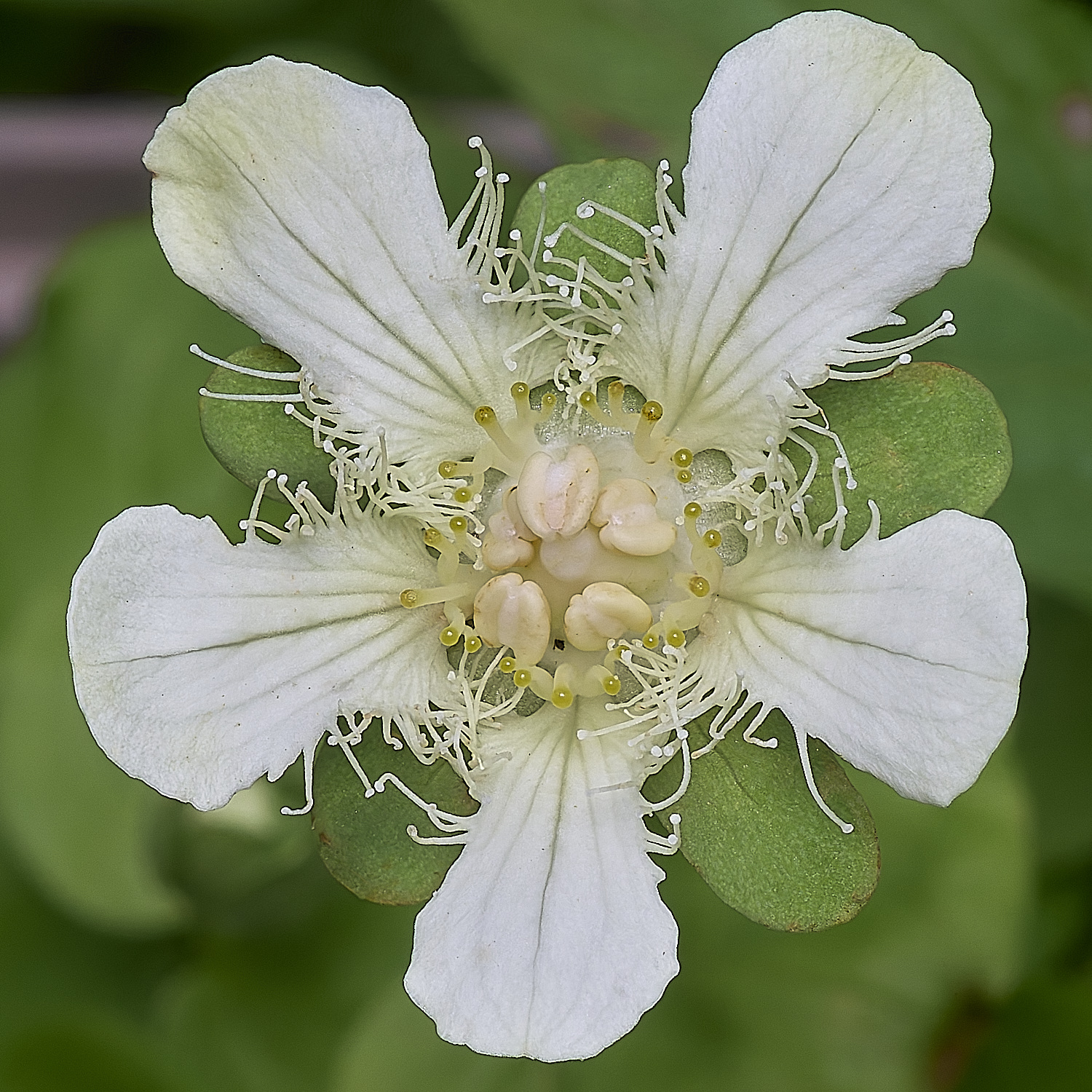 HanworthPgansuensis220725-2