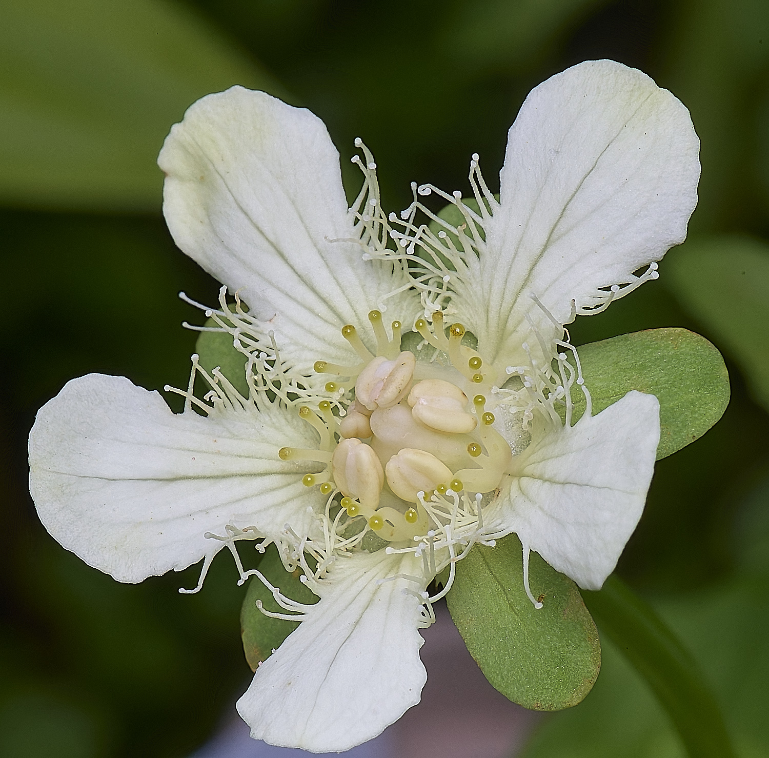 HanworthPgansuensis220725-3