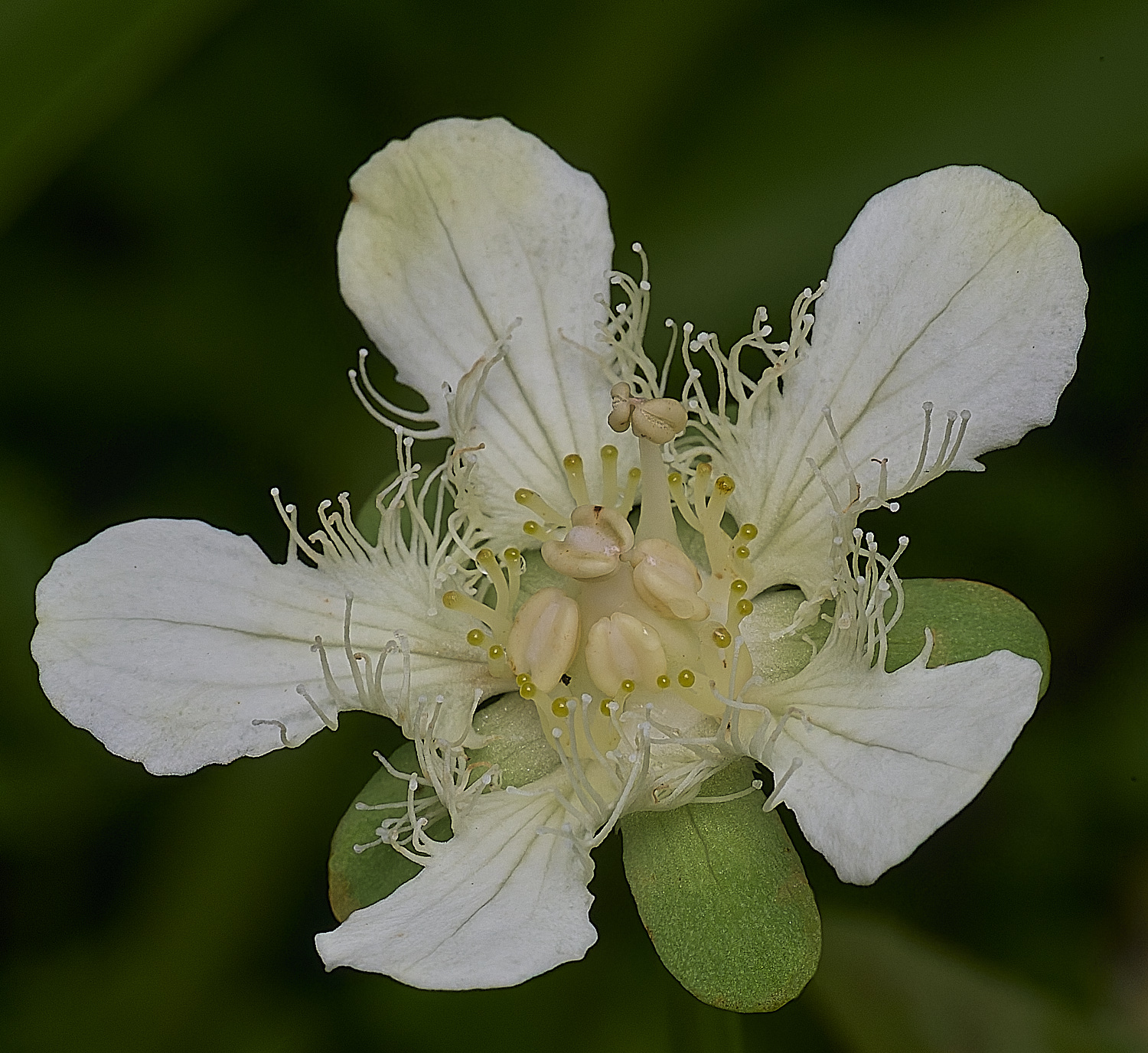 HanworthPgansuensis230725-1