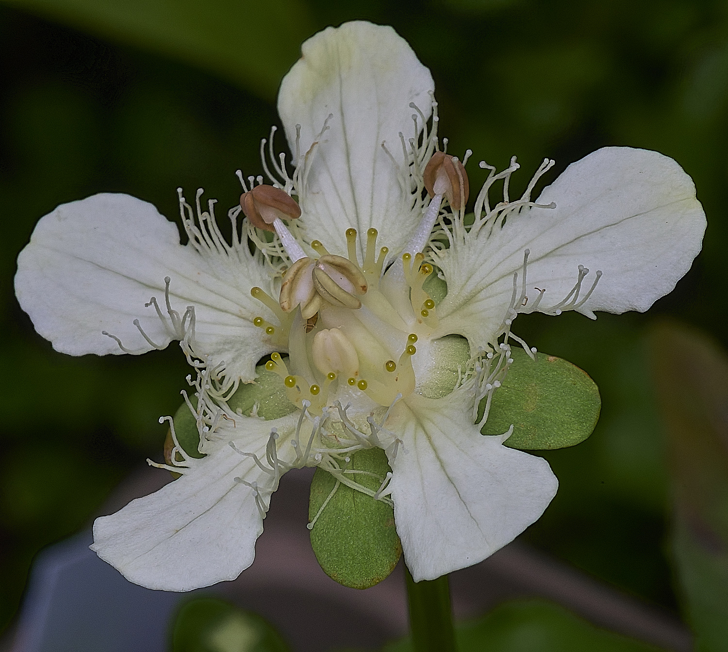 HanworthPgansuensis240725-1