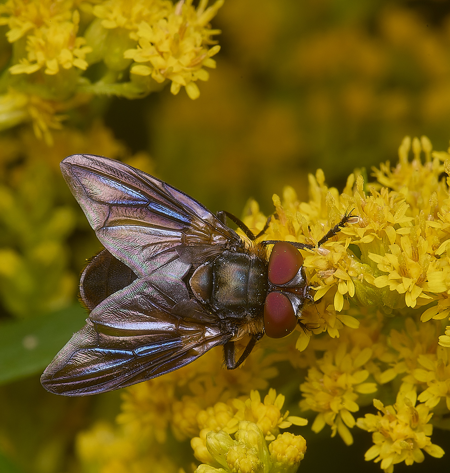 HanworthPhasiahemiptera170725-1